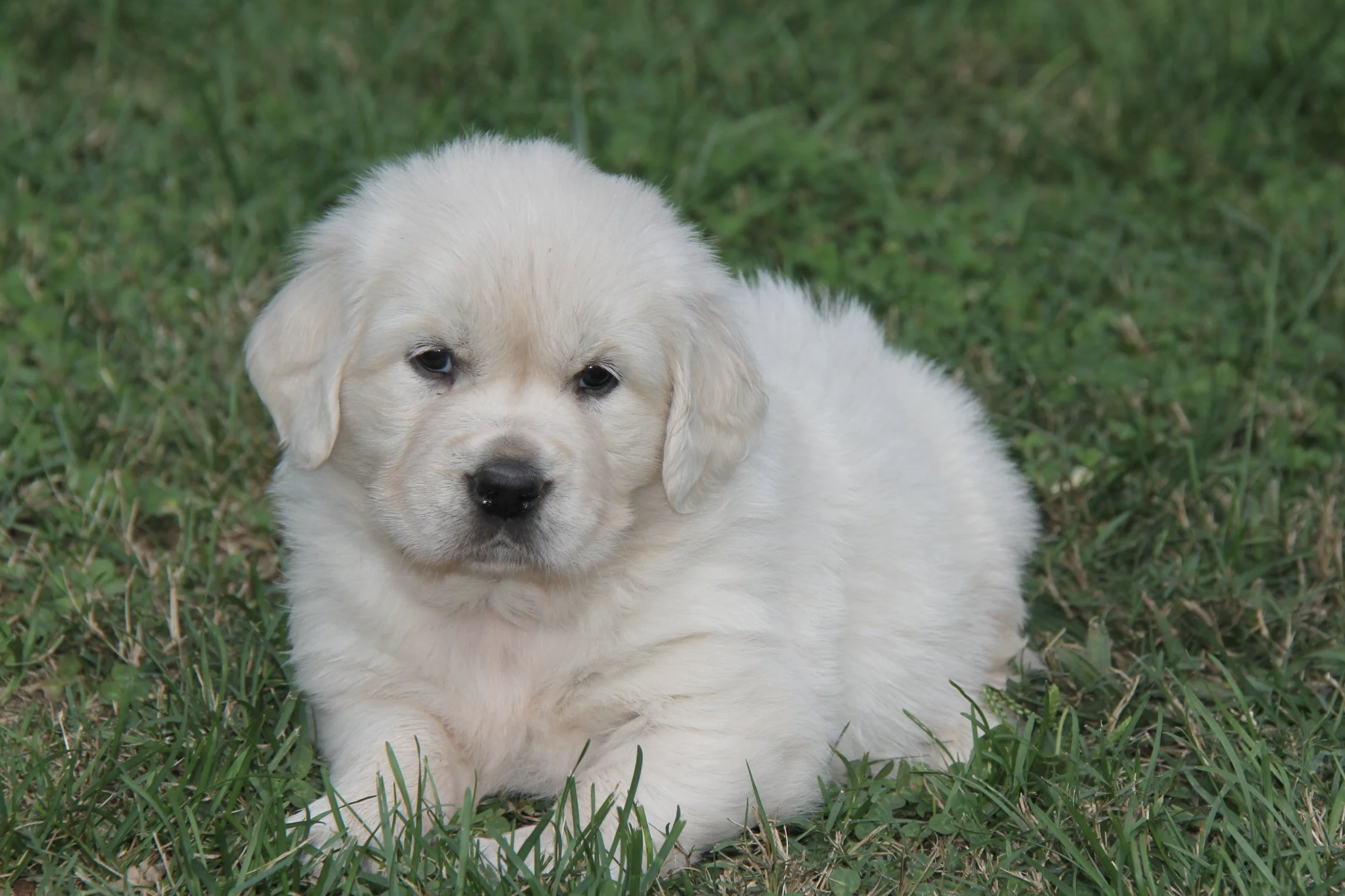 Purple female at 4 1/2 wks. updated: 9/9/25