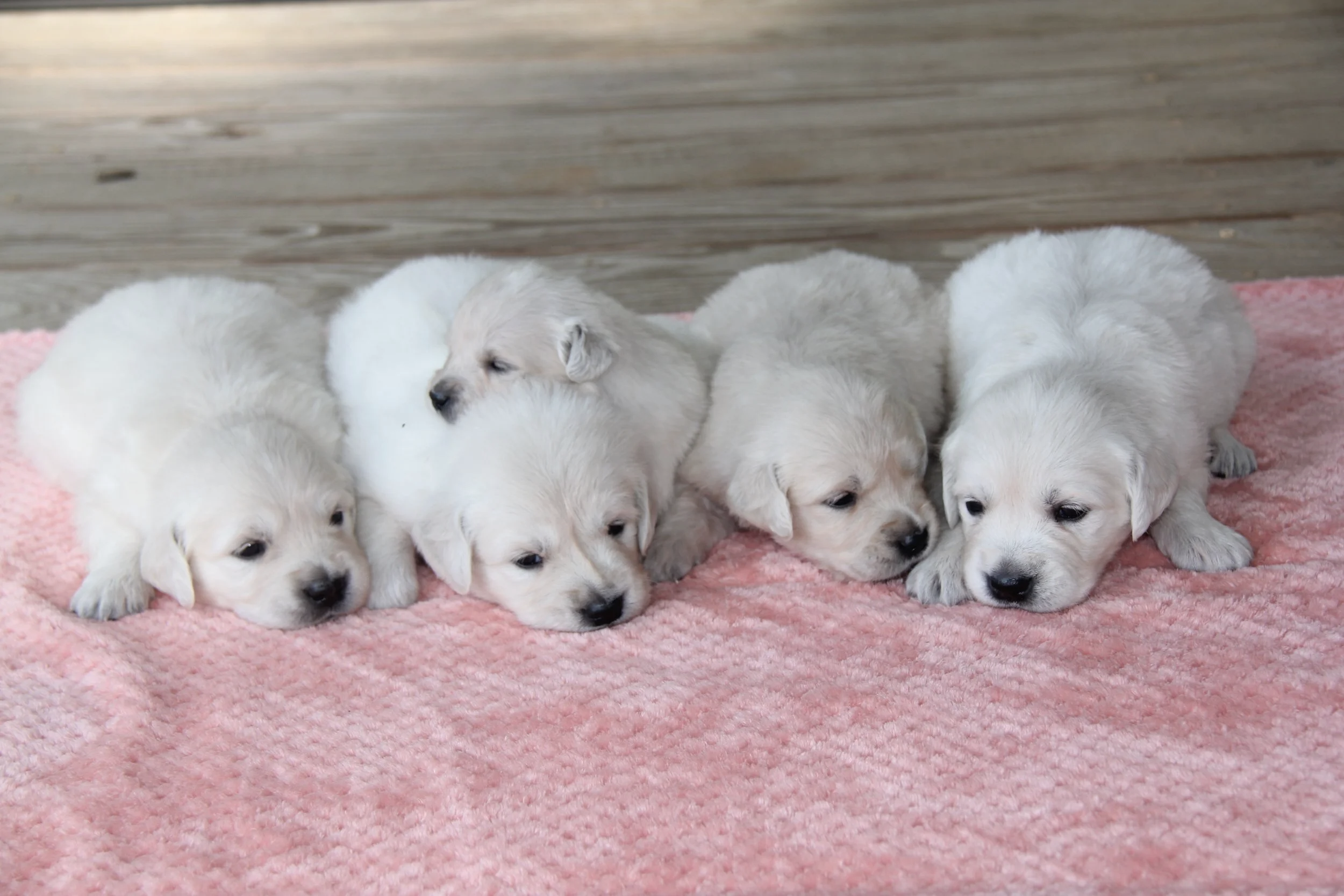 females at 3 wks old. updated 9/9/25