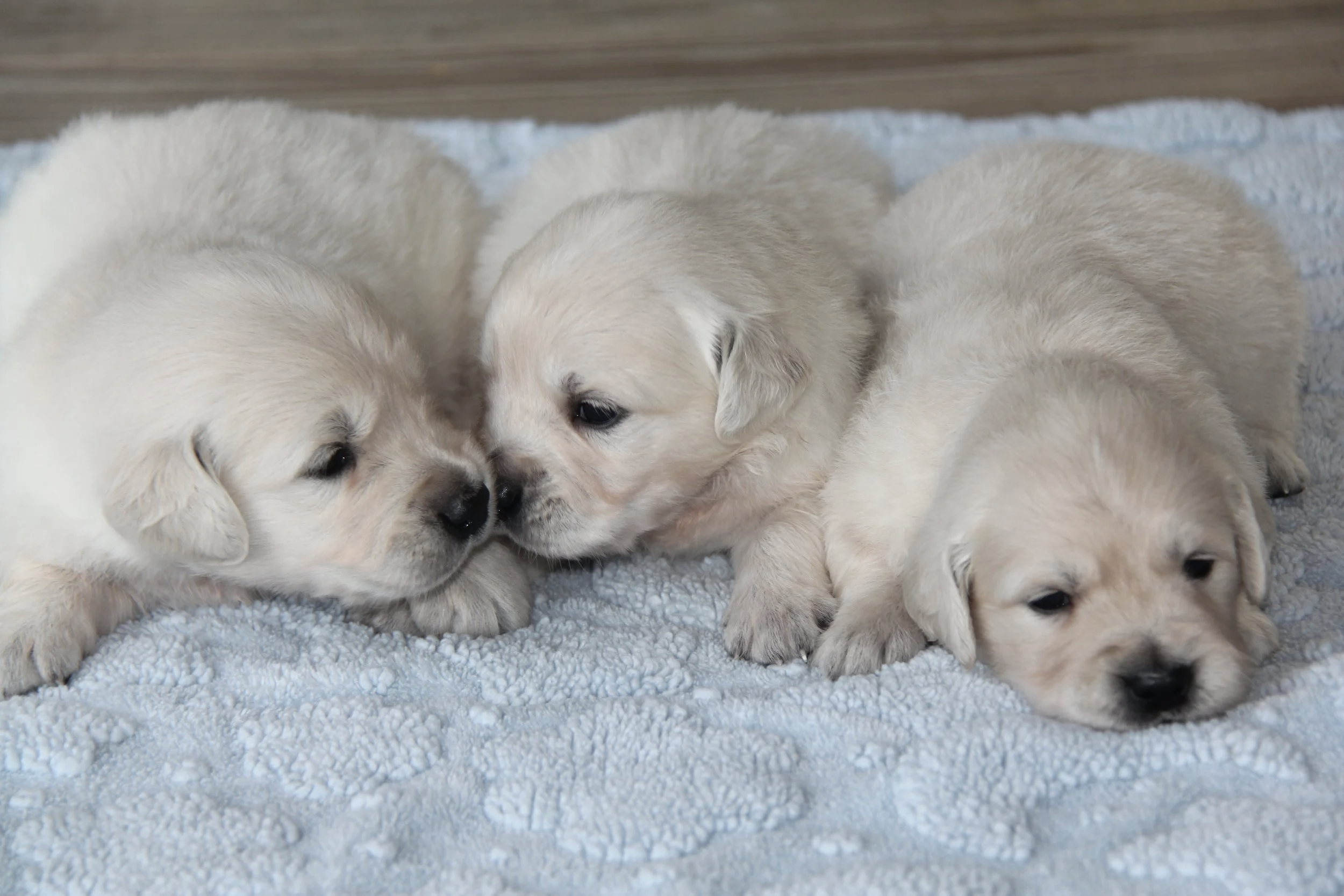 Males at 3 wks old. updated: 9/9/25