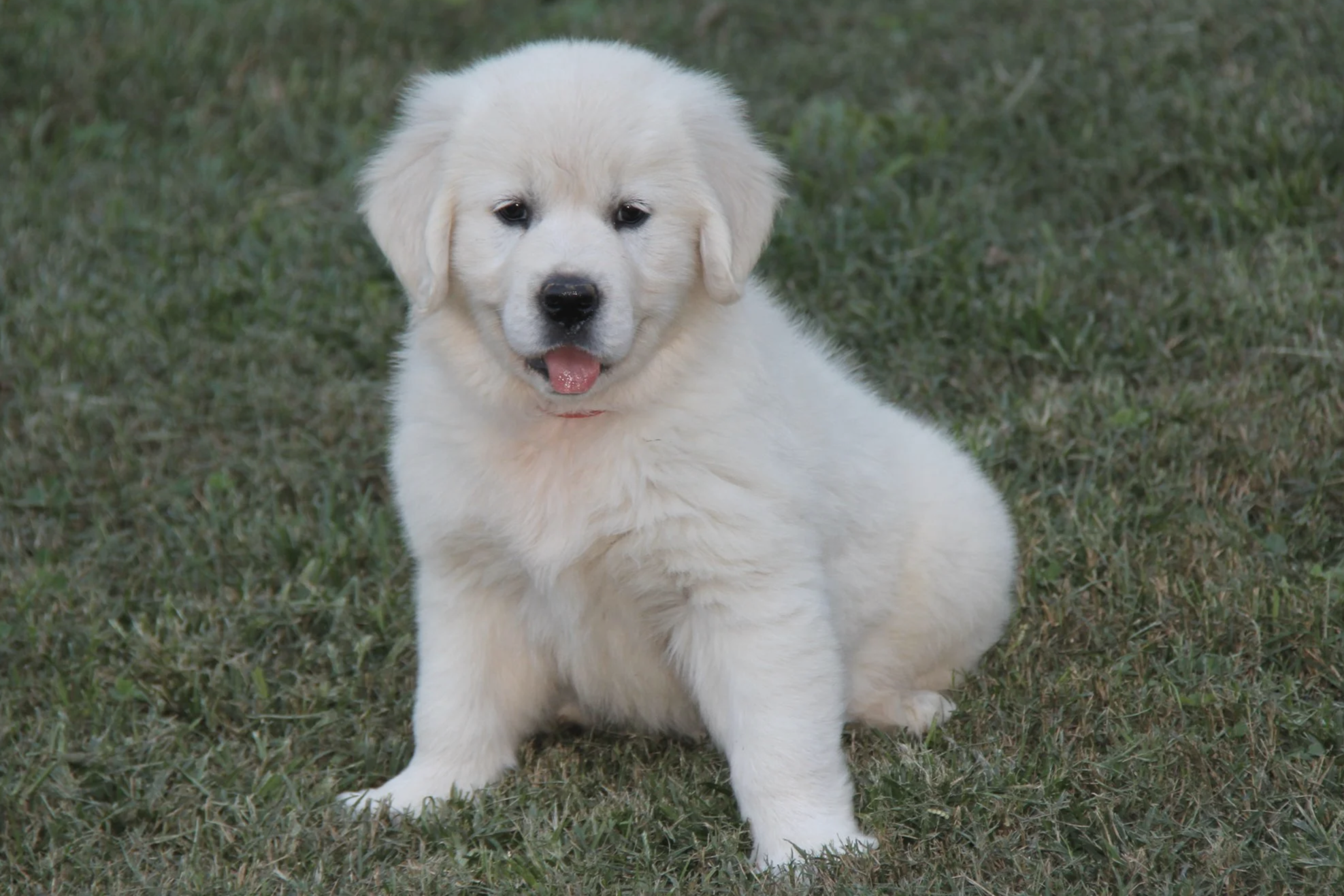 Red collar female at 7 wks. updated: 9/28