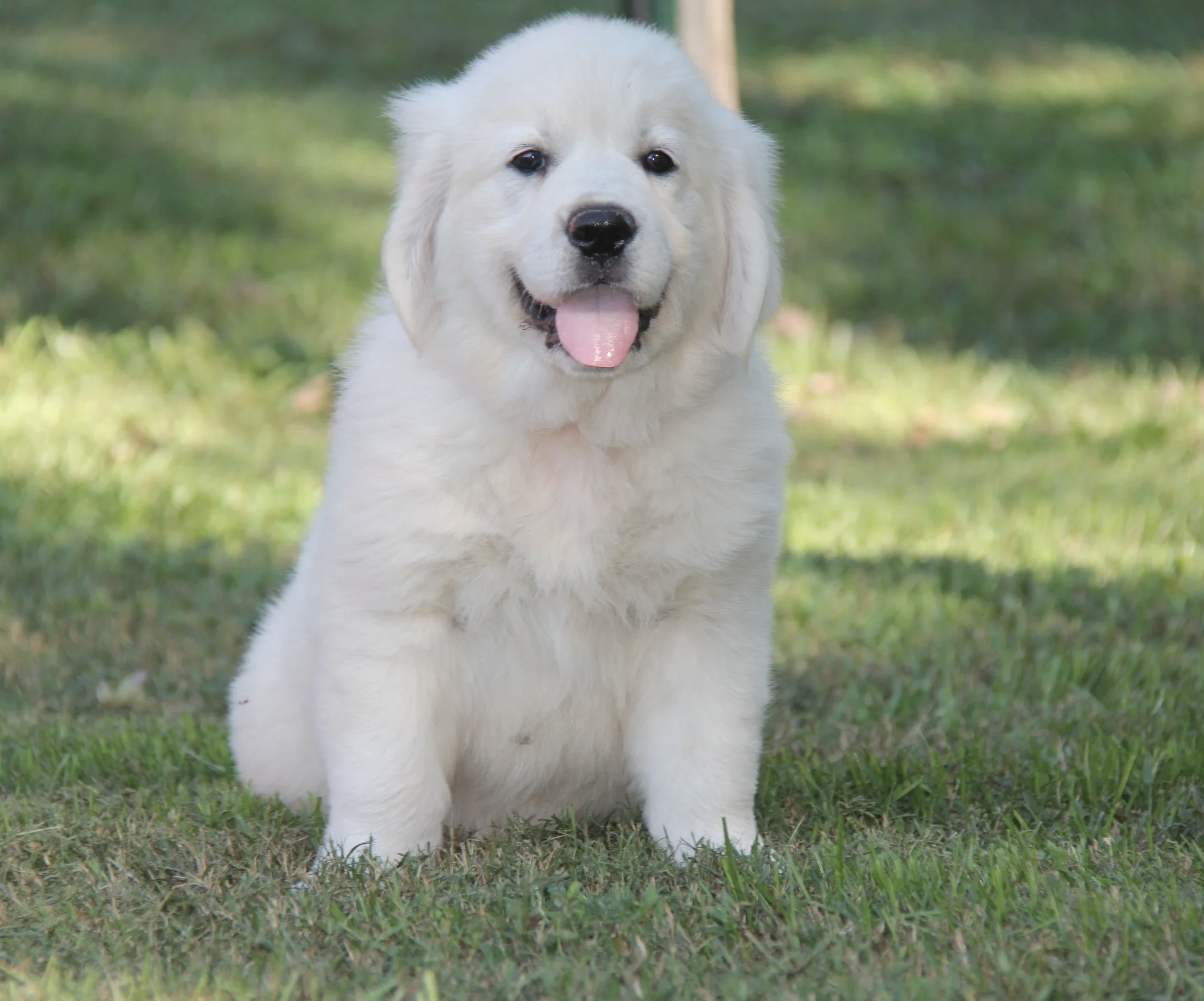 Blue collar male at 7 wks. updated: 9/28