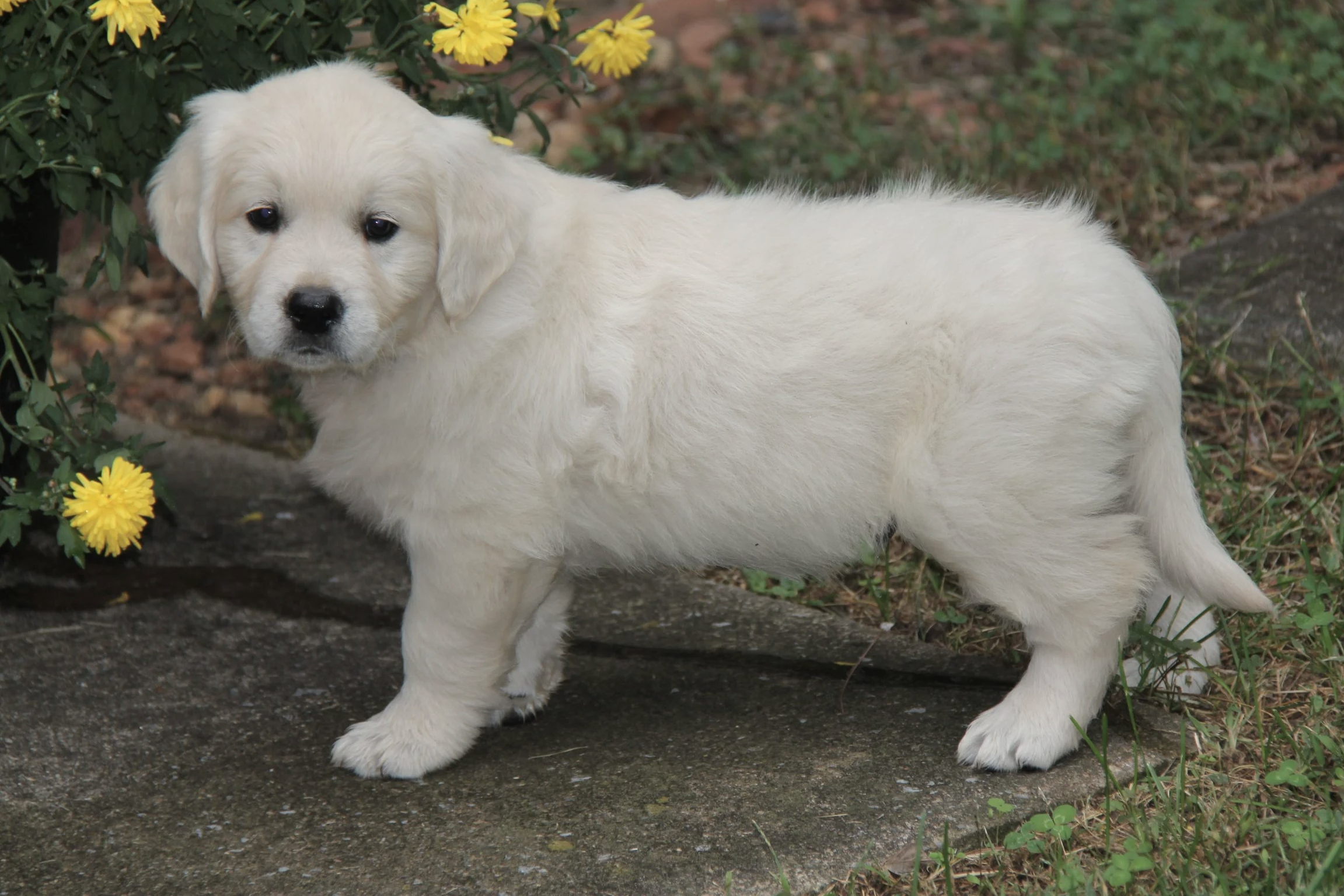 7 week old picture from their previous litter