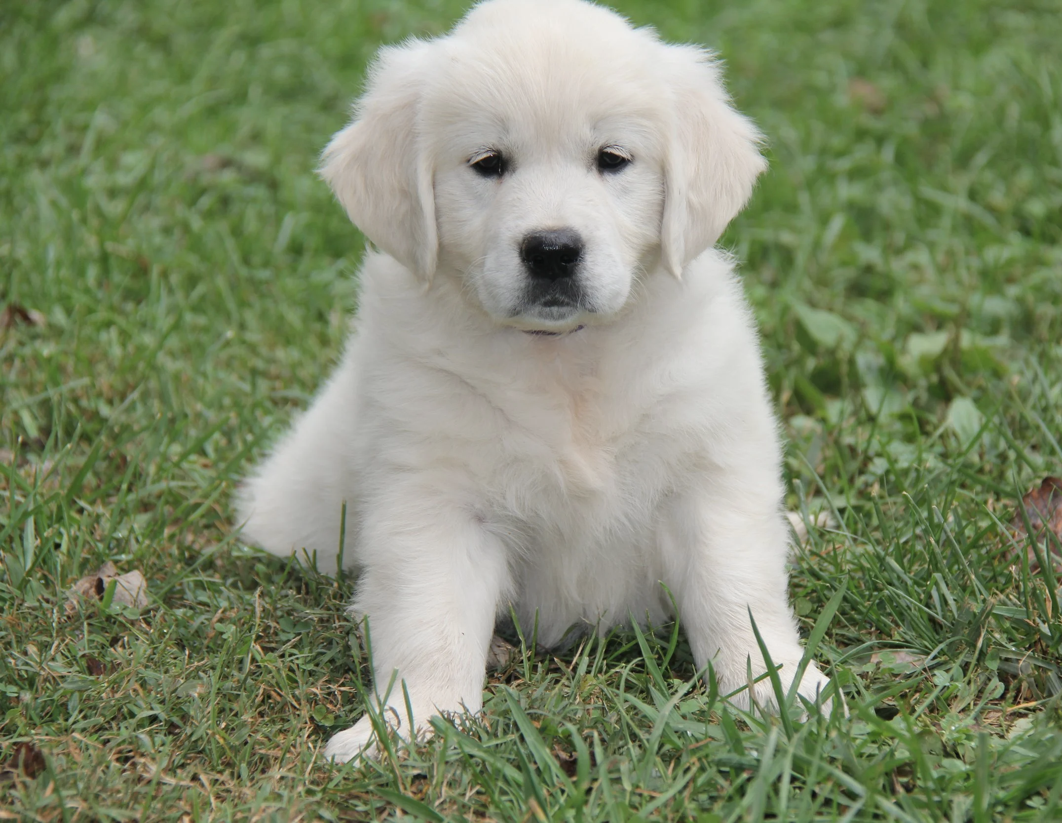 7 week old puppy from their previous litter