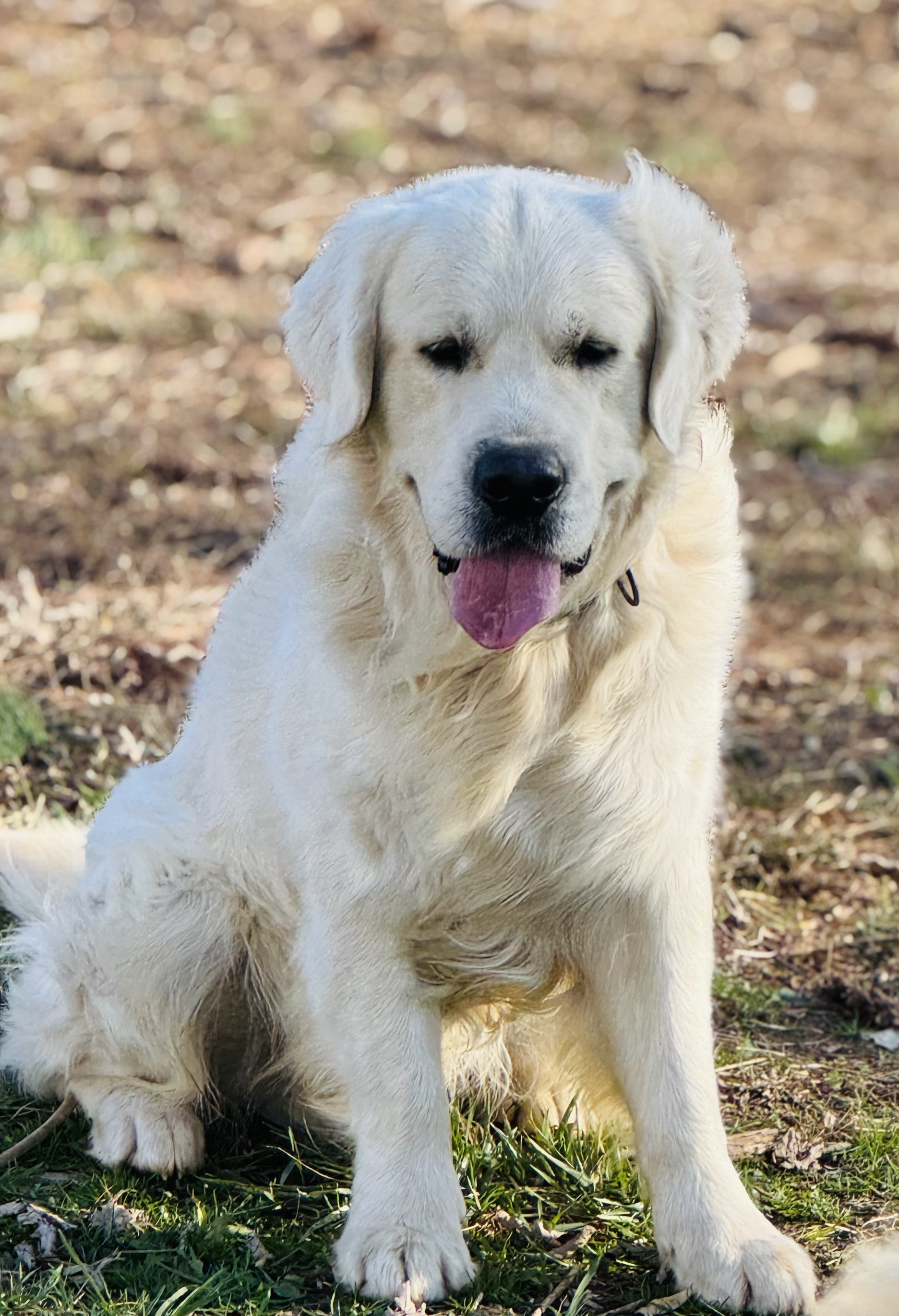 Thor is our handsome stud imported from Ukraine. He has a beautiful big blocky head and nice thick coat. He is a big Teddy bear and loves everyone he meets.  He gets along great with other dogs and cats.  
View Pedigree
He has his OFA hip, elbow, eye