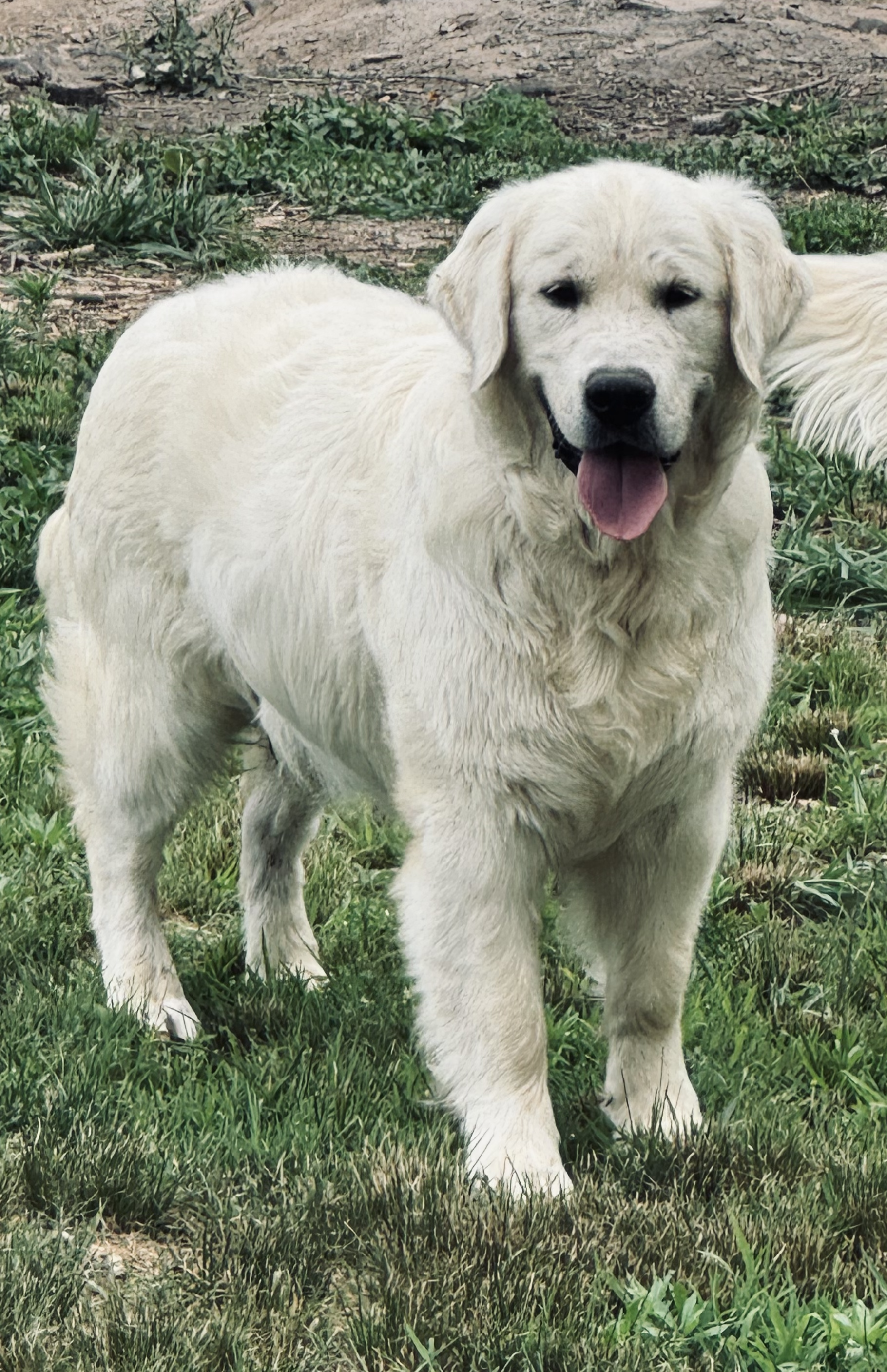 Larry is a handsome stocky boy from Mia and Thor. He is cuddly and loves everyone and thing. He has his health clearances for hips (good), elbows (normal), eyes (normal), and genetic panel. 