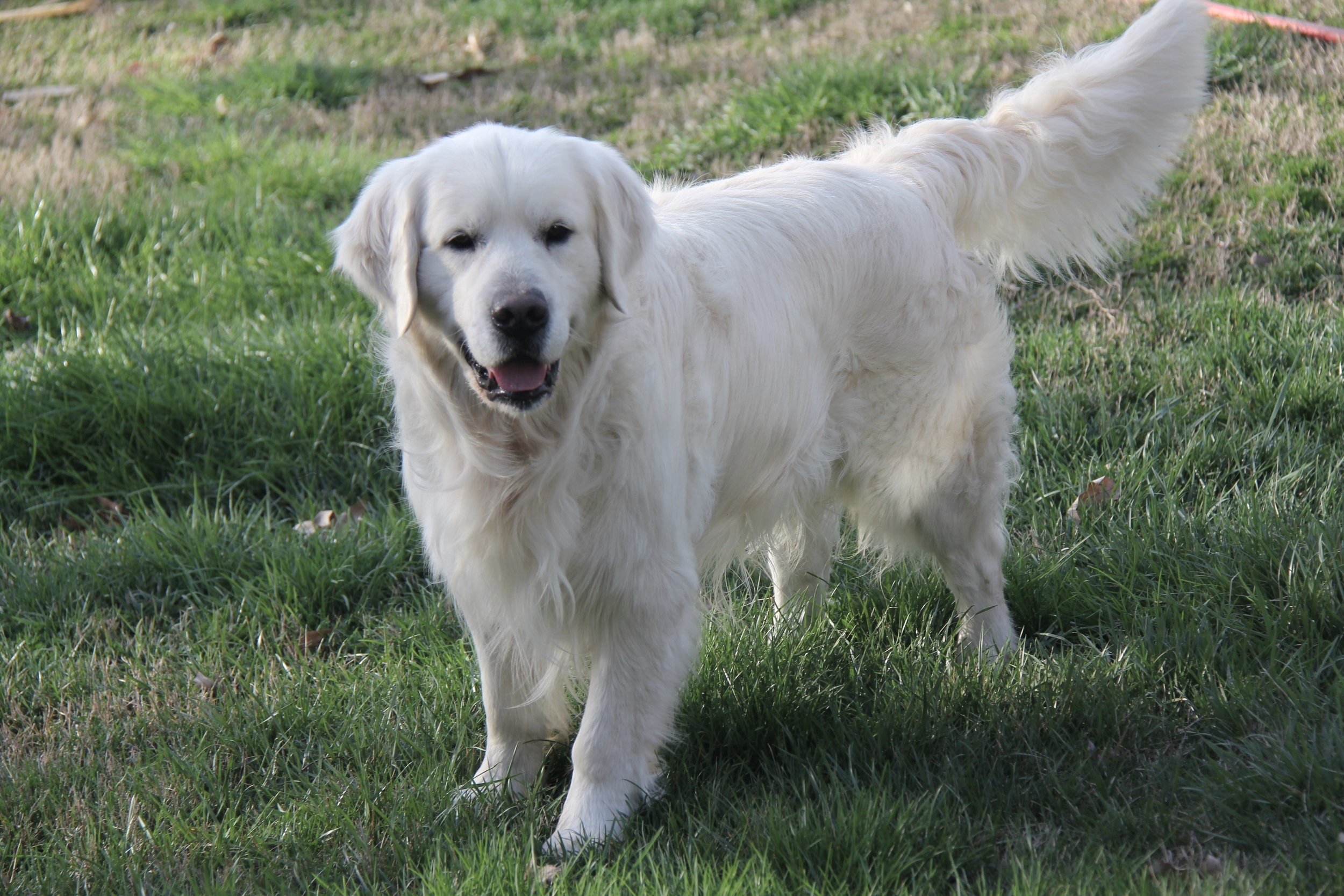 Our Goldens — Hidden Springs English Goldens