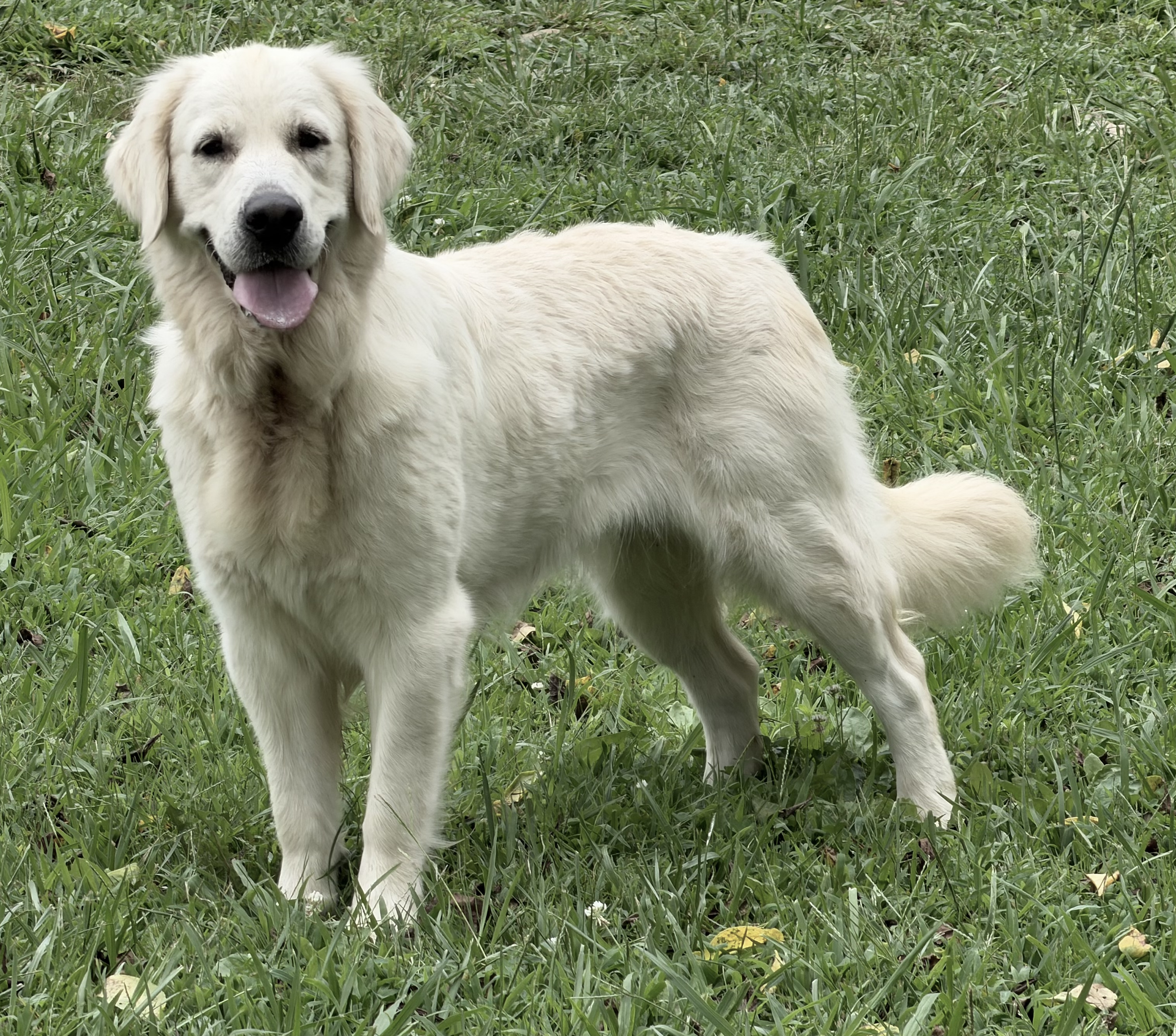Mila is a beautiful girl imported from Navilis Kennel in Ukraine. Her pedigree is full of champions and she has a nice blocky head. She does great with children, other dogs, and other pets. Shas passed all of her health clearances with flying colors.