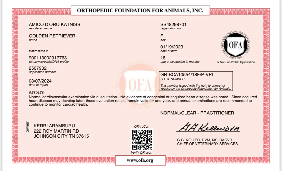 Orthopedic Foundation for Animals certificate for a Golden Retriever named Amico D'Oro Katniss, indicating normal cardiovascular health. Details include registration number SS48298701, sex female, date of birth 01/19/2023, and a test date of 08/07/20