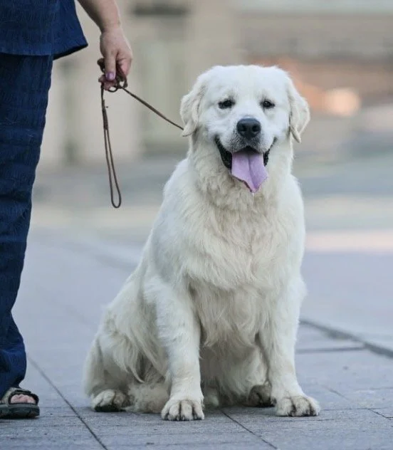 Tramin Viking is our stunning big boy imported from Tramin Kennels in Ukraine. He has a champion title and great conformation. He has his hip, elbow, eye, and cardiac clearances. He is all clear genetically. Viking is a big boy at almost 90 pounds. H
