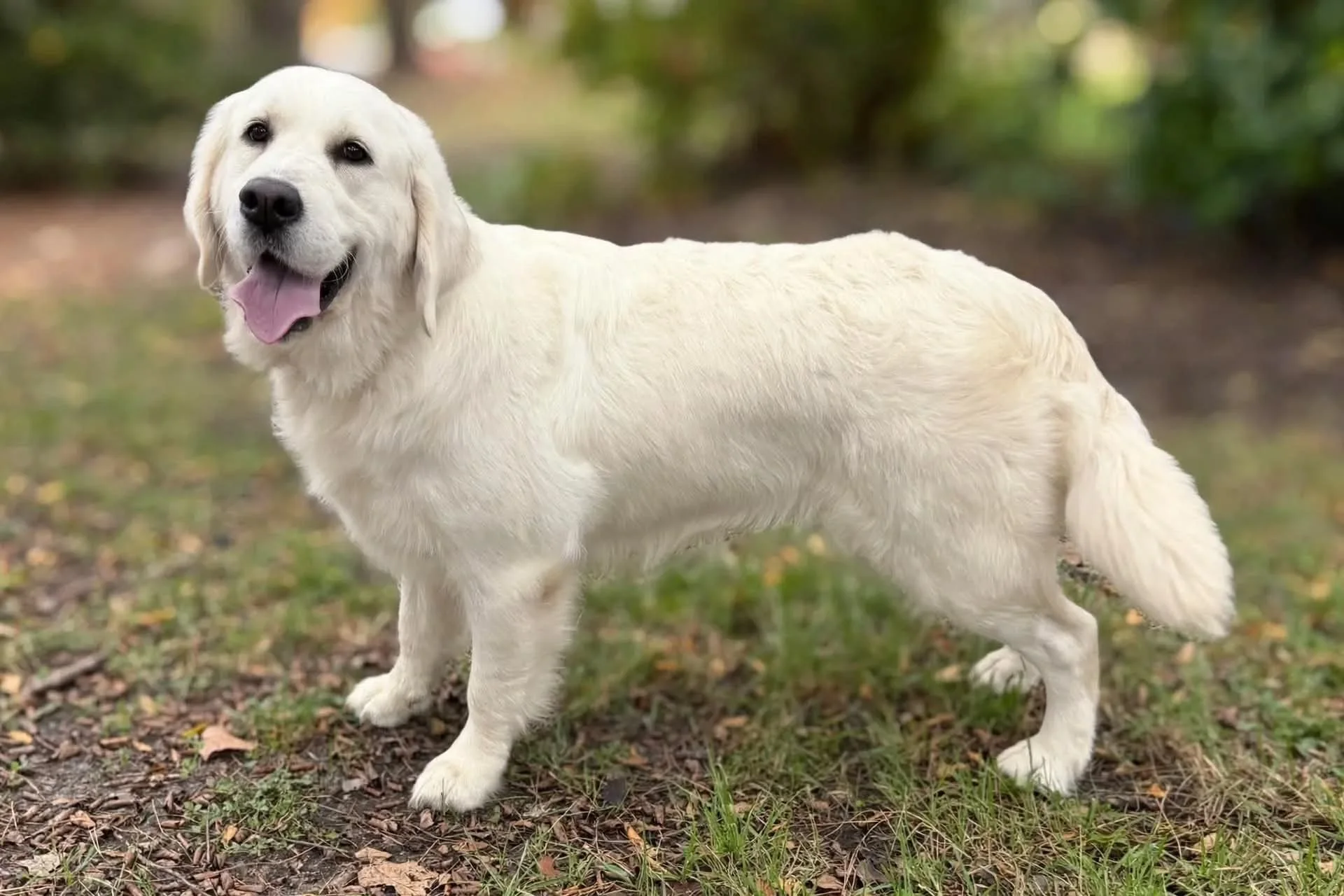 Lottie is a sweet girl that was imported from Austria. She weighs about 70 pounds. She is very stout. She's sweet and attentive, very good with children and loves to follow my toddler around everywhere she goes. She loves cats and other dogs. She has