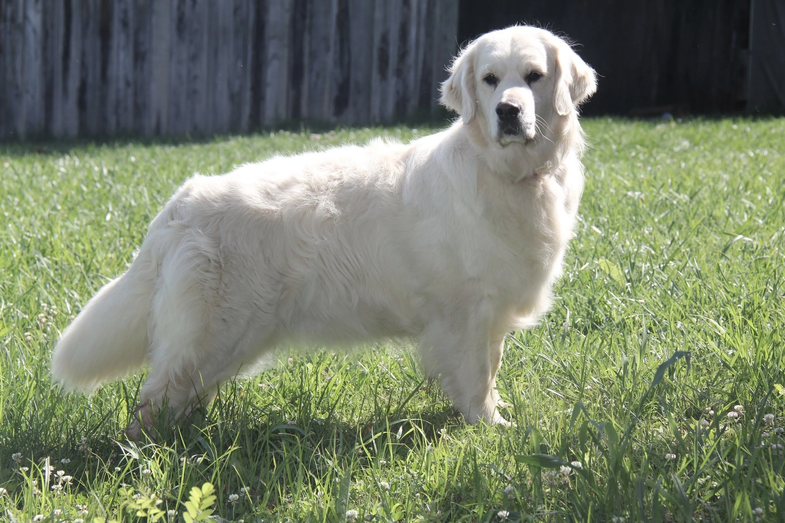 Our Goldens — Hidden Springs English Goldens
