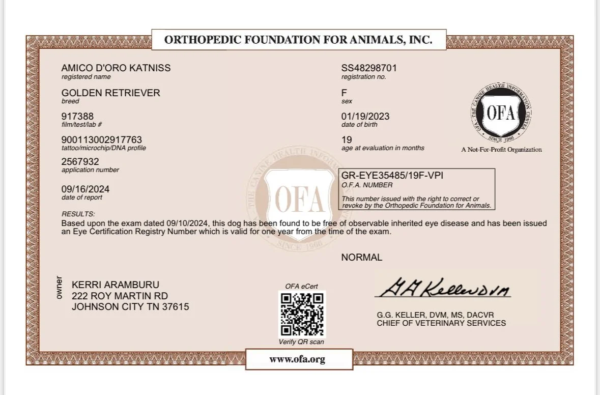 OFA certificate for a Golden Retriever named Amico D'Oro Katniss indicating normal eye exam results.