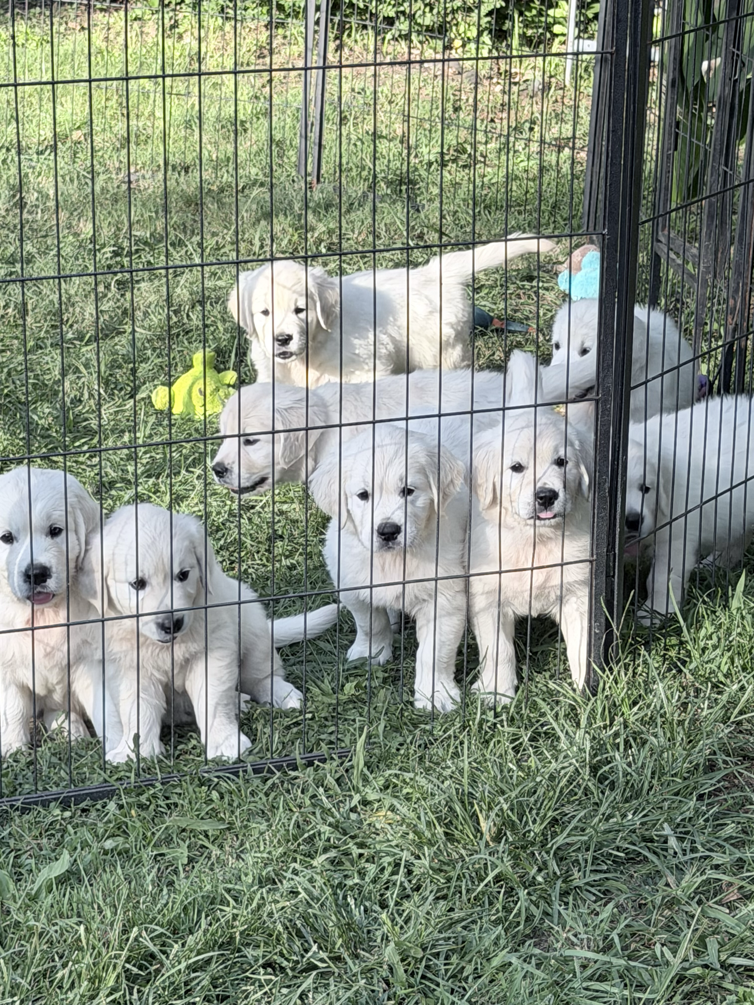The puppies at 6 1/2 weeks old