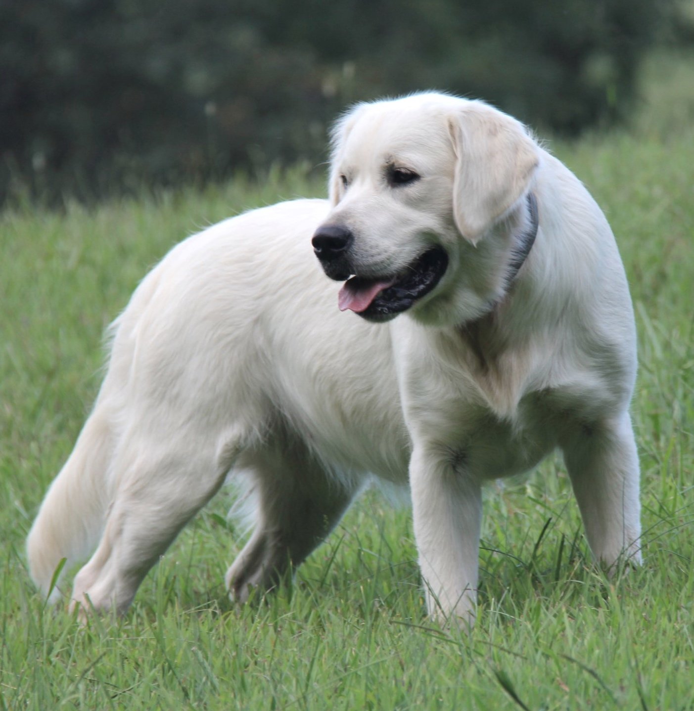 Our Goldens — Hidden Springs English Goldens