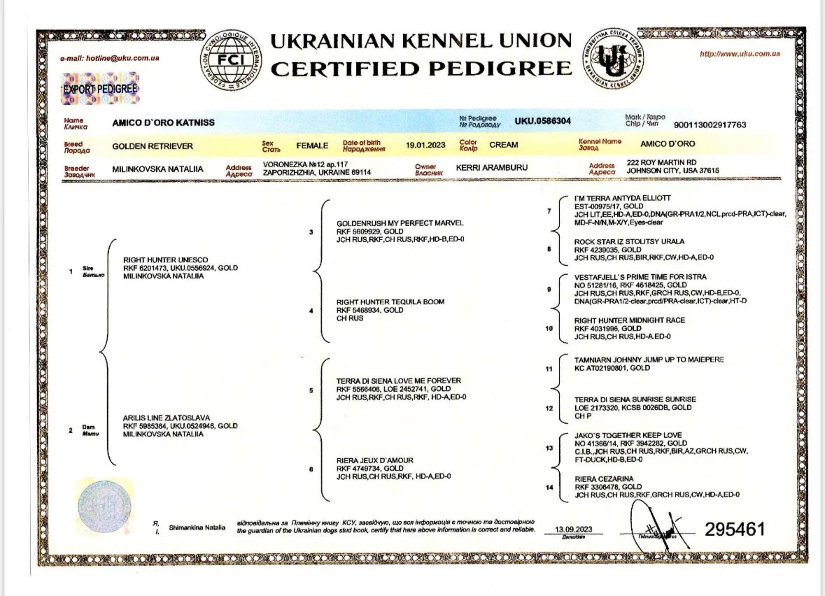 Ukrainian Kennel Union certified pedigree certificate for a Golden Retriever named Amico D'Oro Katniss, detailing its lineage and breeder information.