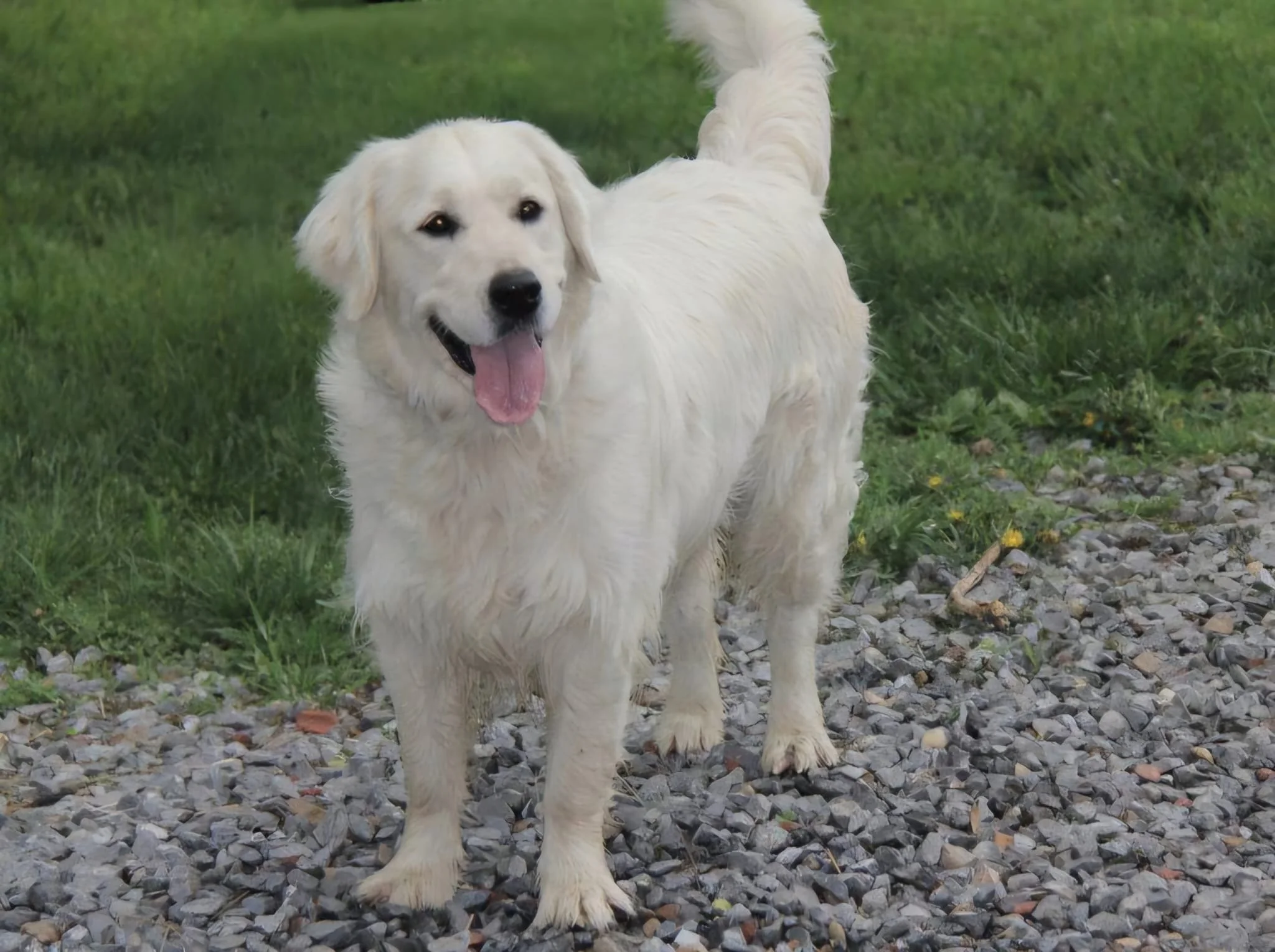 Montana is a big beautiful girl with a thick full coat of hair. She is currently my largest female at about 82 pounds. I love her pretty face and "smile". She is always happy to see you and likes to be right by your side.
View Pedigree
She's a big te