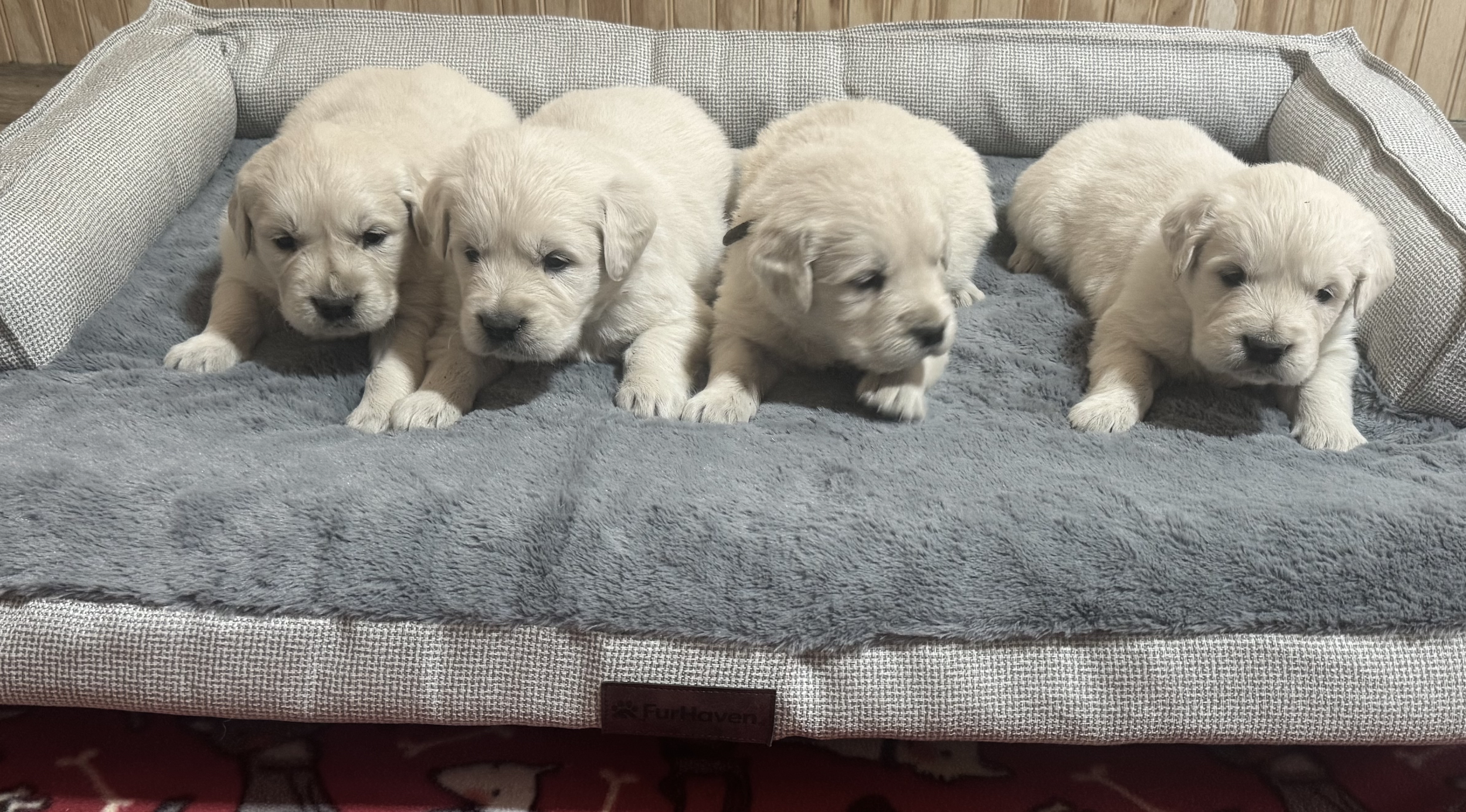 Mia's boys at 4 weeks old