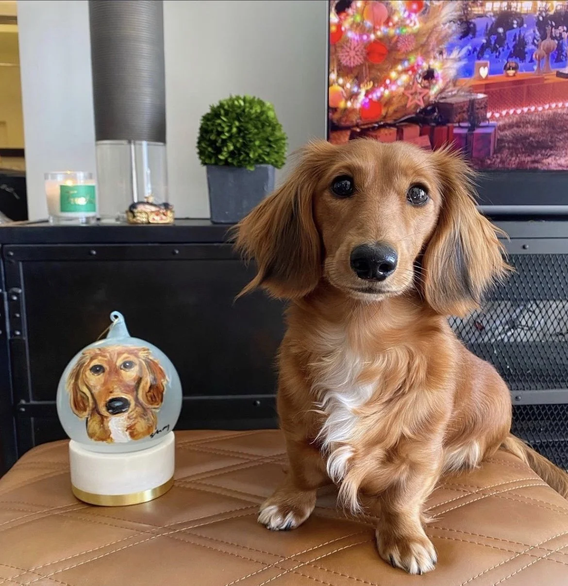 Pet Portraits — Shay Brown