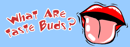 K-tastebud-enHD-AR1.gif