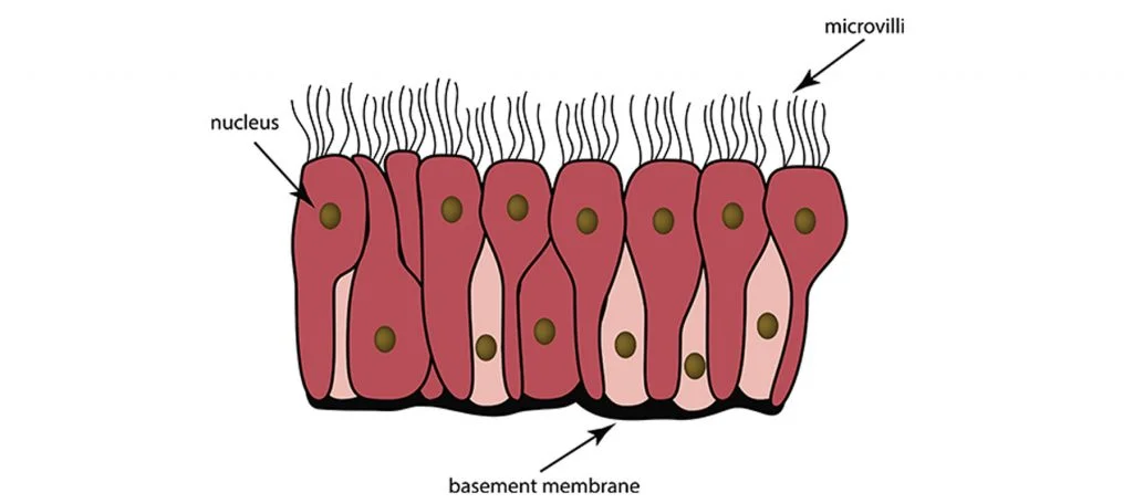microvilli pic.jpg