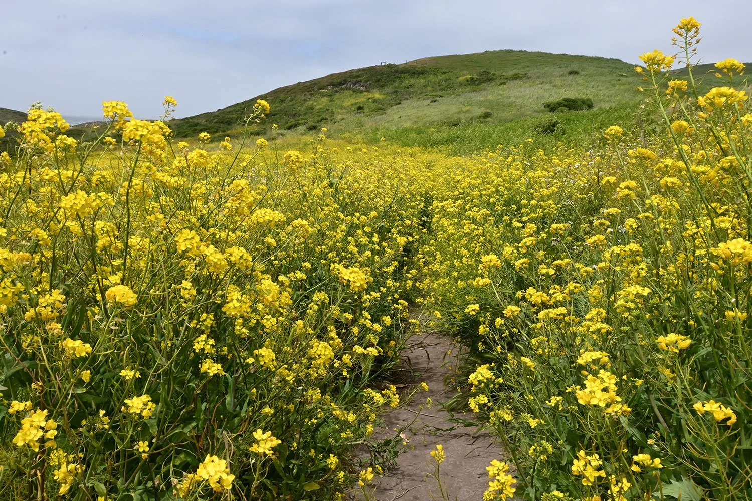 Wild Yellow Muster