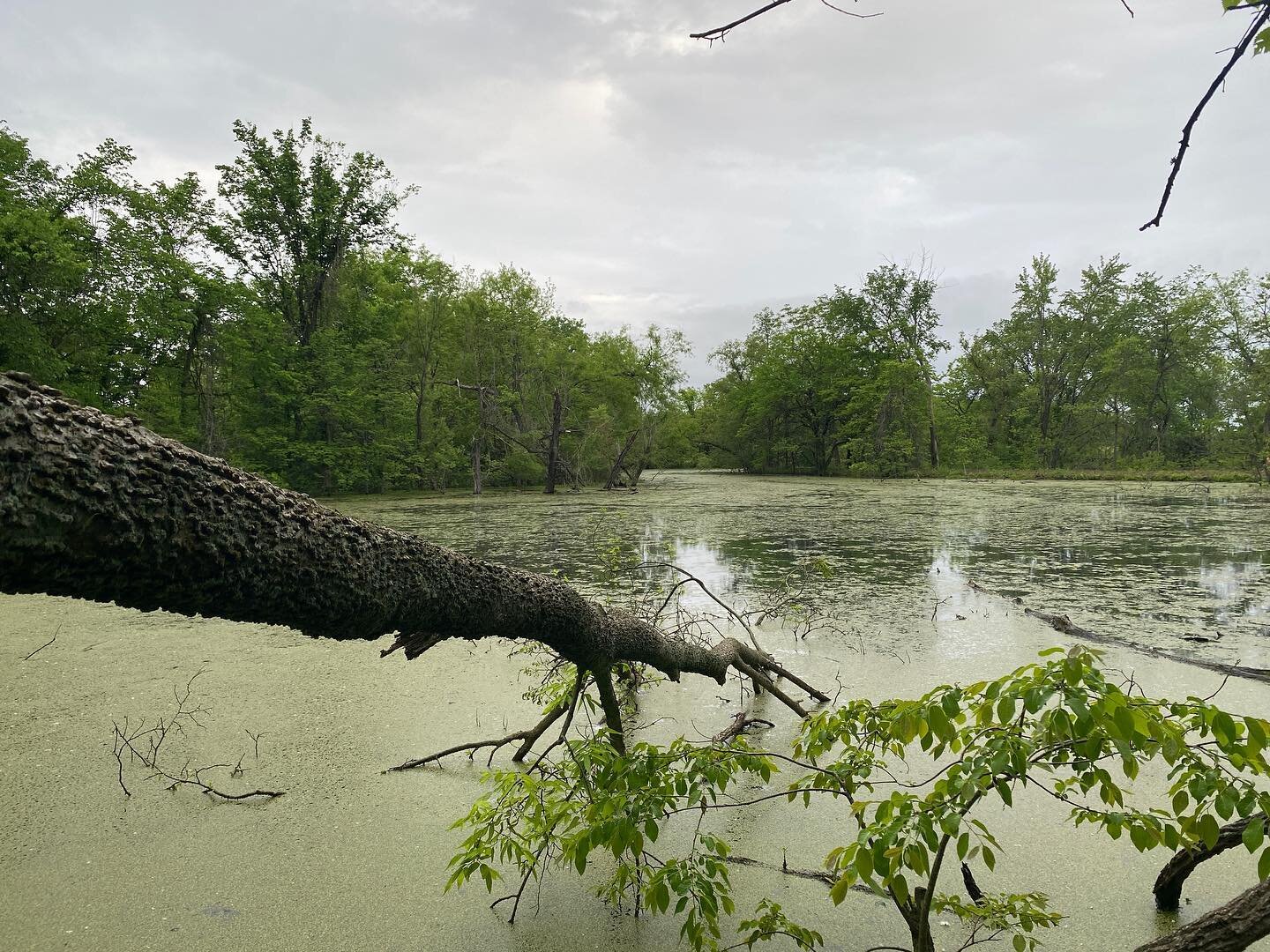 Took a little #vaccication to rural KS. Perfect #wetland weather