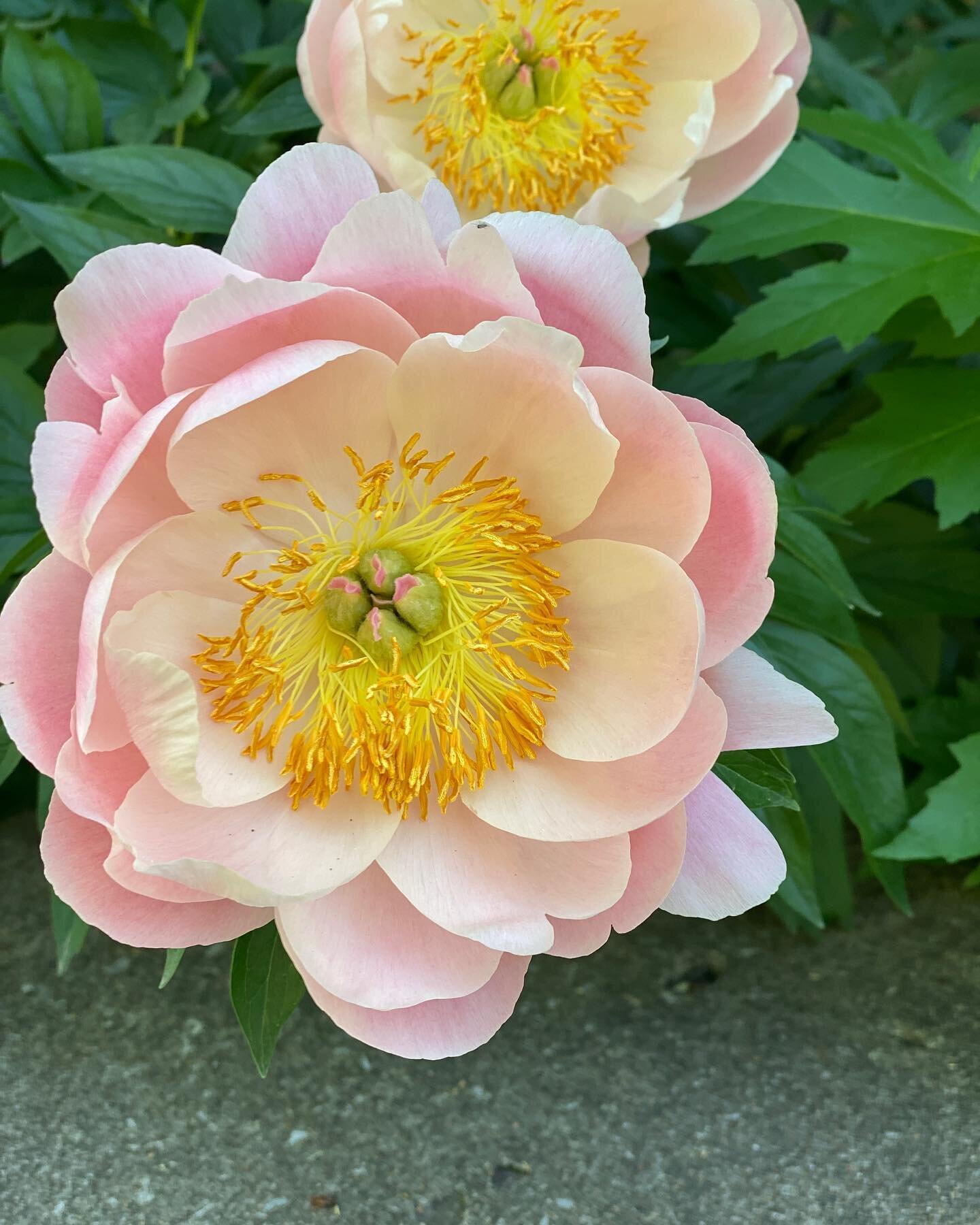 Yeah! The #peonies are here. While they don&rsquo;t need #ants to bloom, the flowers do provide food for ants and in turn the ants eat #pests which attack the blossoms. A nice example of #biologicalmutualism