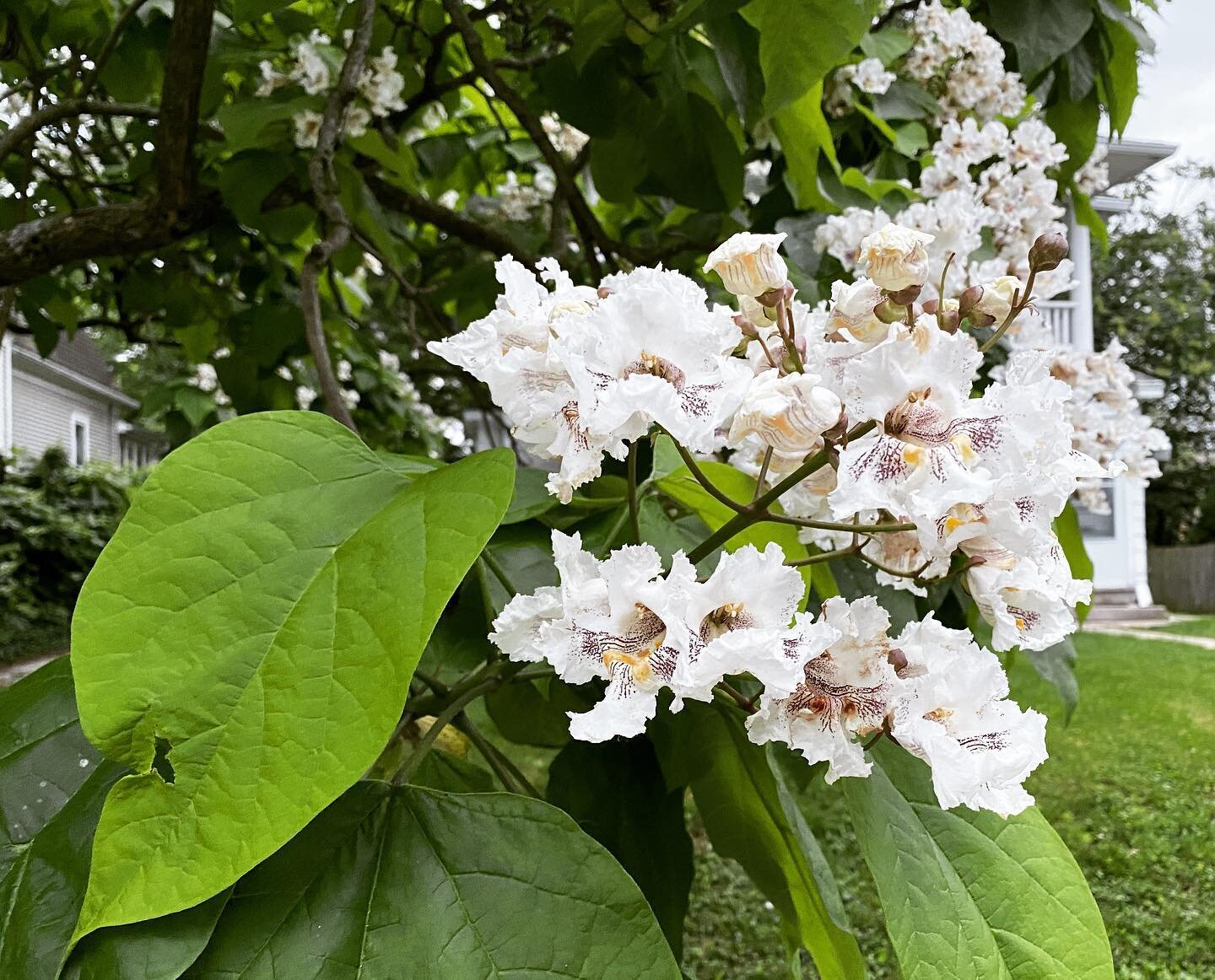 All aspects of the #catalpa tree are #magnificent