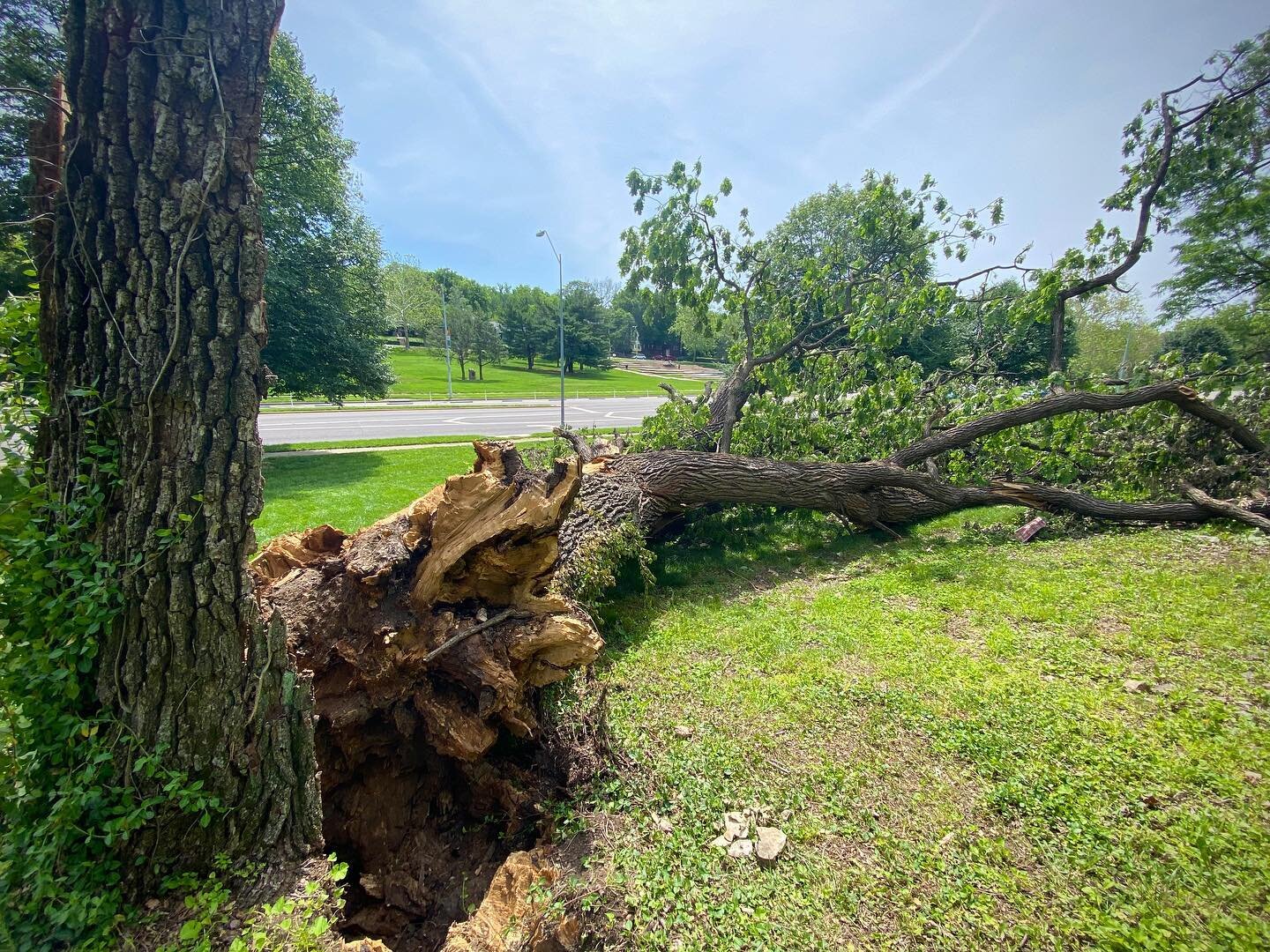 Two views of a #mightyoakhasfallen .
Whenever I see a tree this large go down I think of the 100-years of energy that this specimen created, stored, and then released upon landing. Even though the crack!, crash, boom! thud...lasted only a few seconds