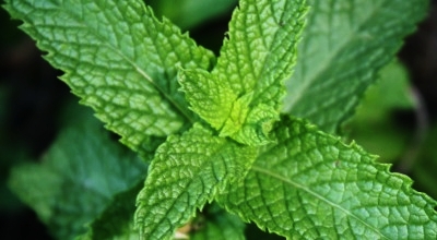 Mint cover.jpg