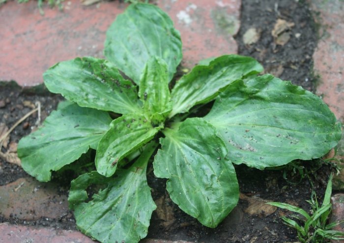 Plantain1.jpg