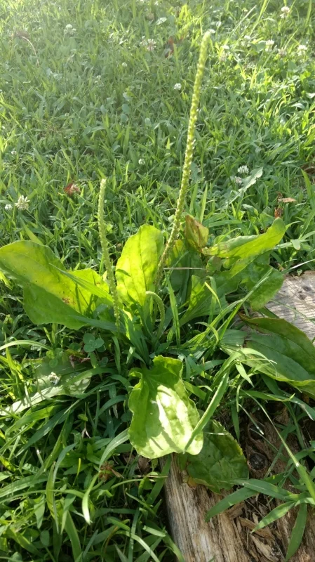 Plantain Common names: Broadleaf plantain, greater plantain, white man's foot, ribwort Latin name: Plantago major Parts used: Leaves and seeds