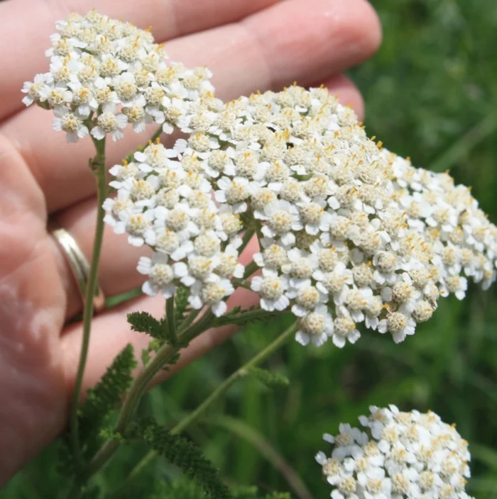 Yarrow1.jpg