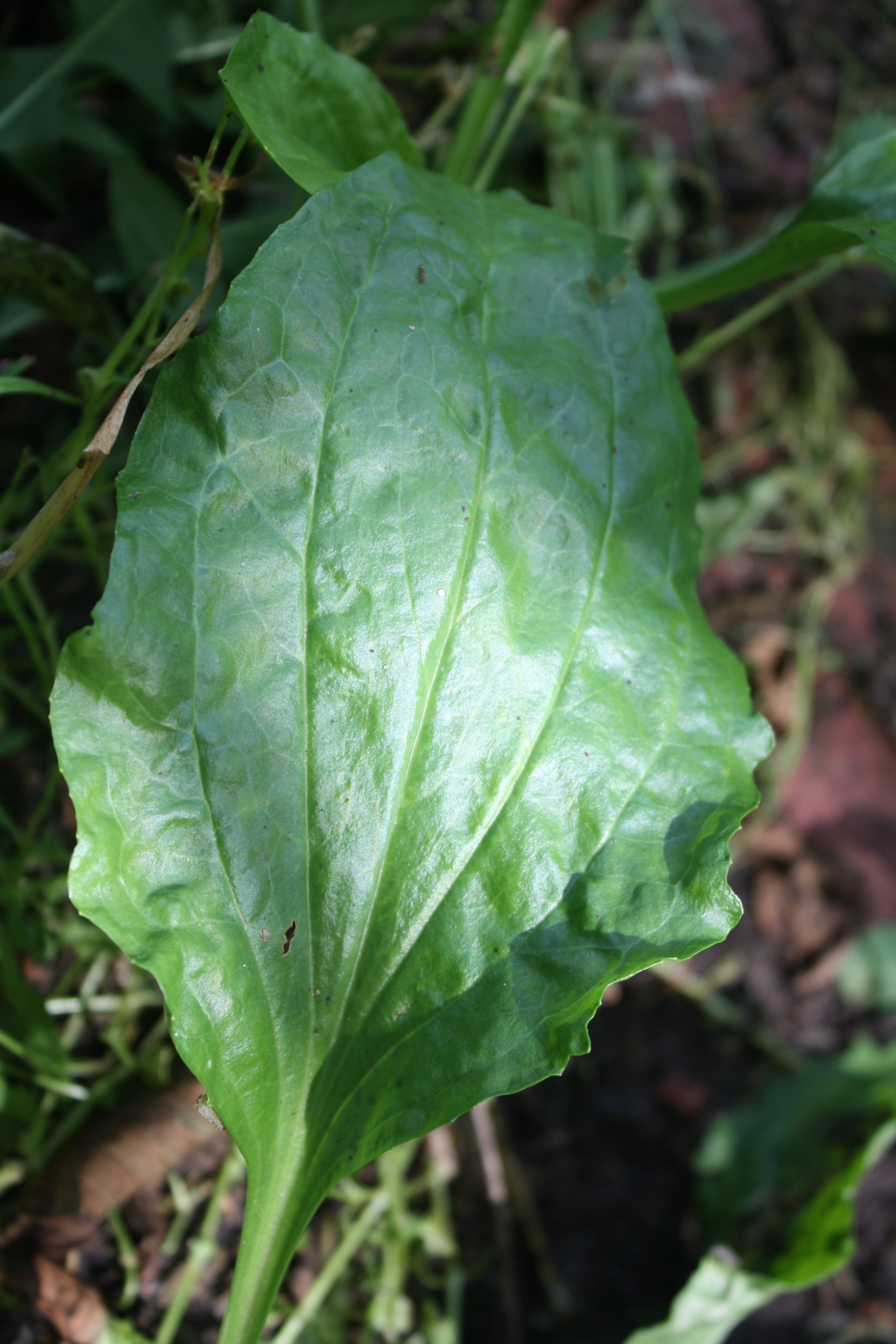 Broadleaf Plantain