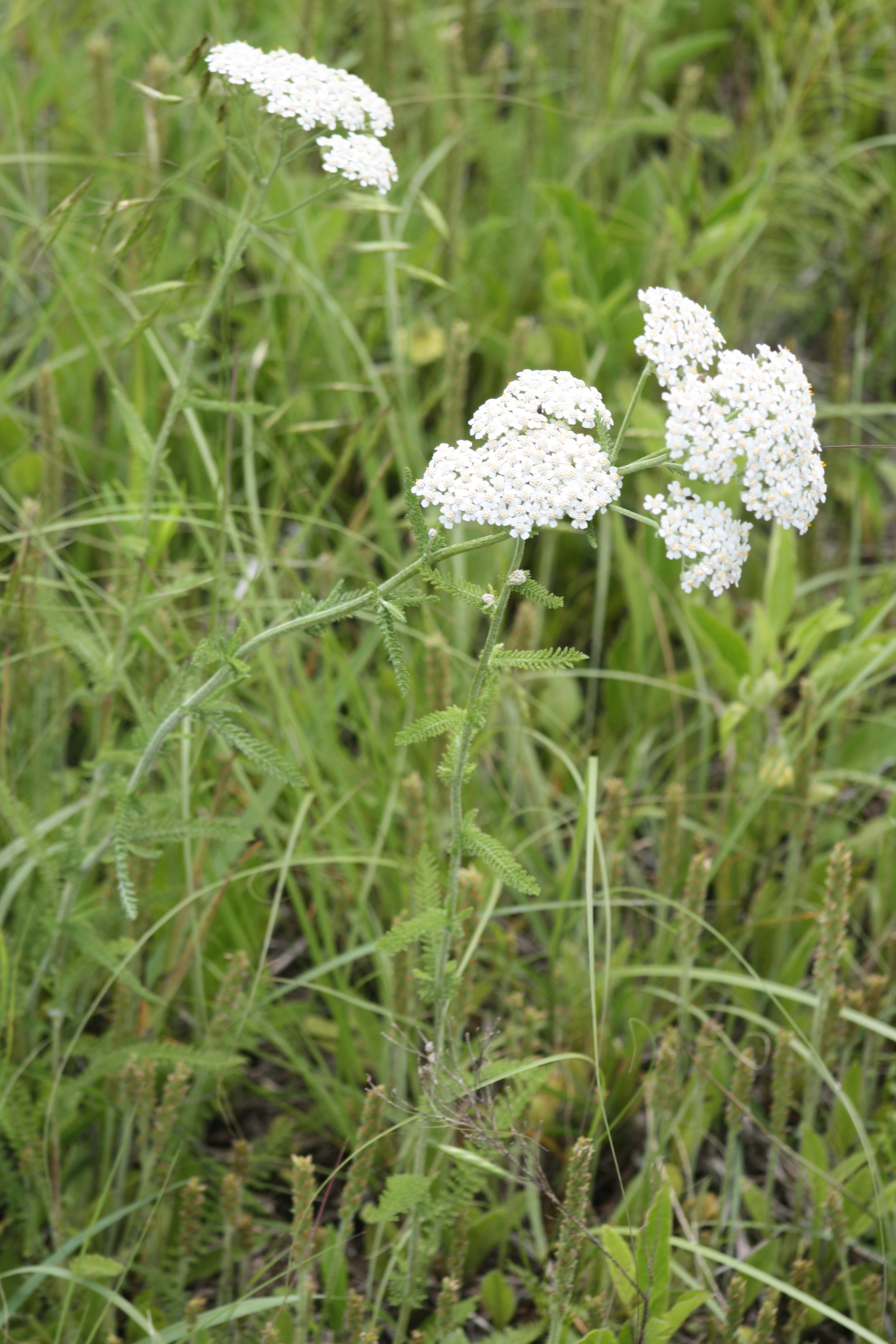Wild Yarrow