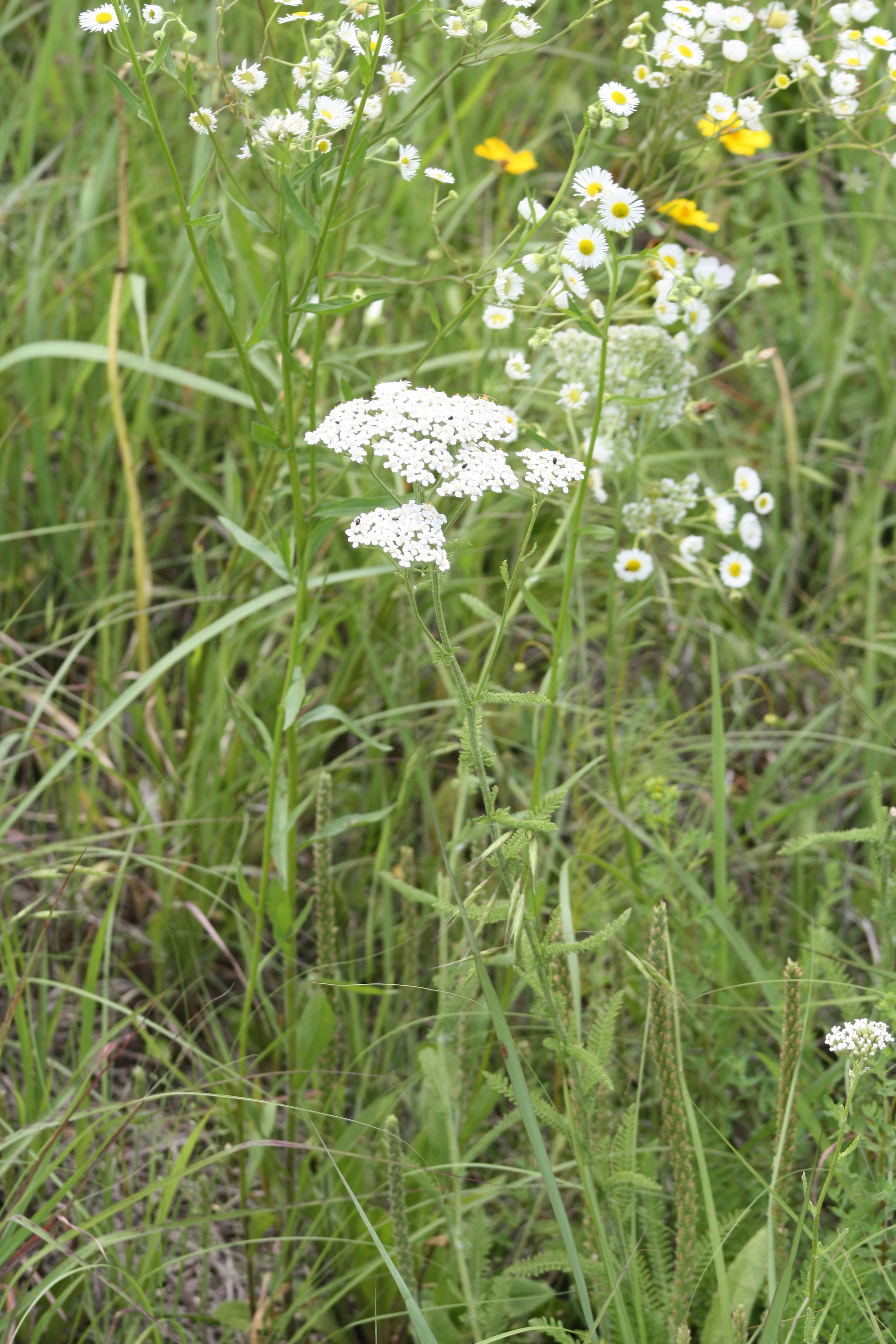 Wild Yarrow