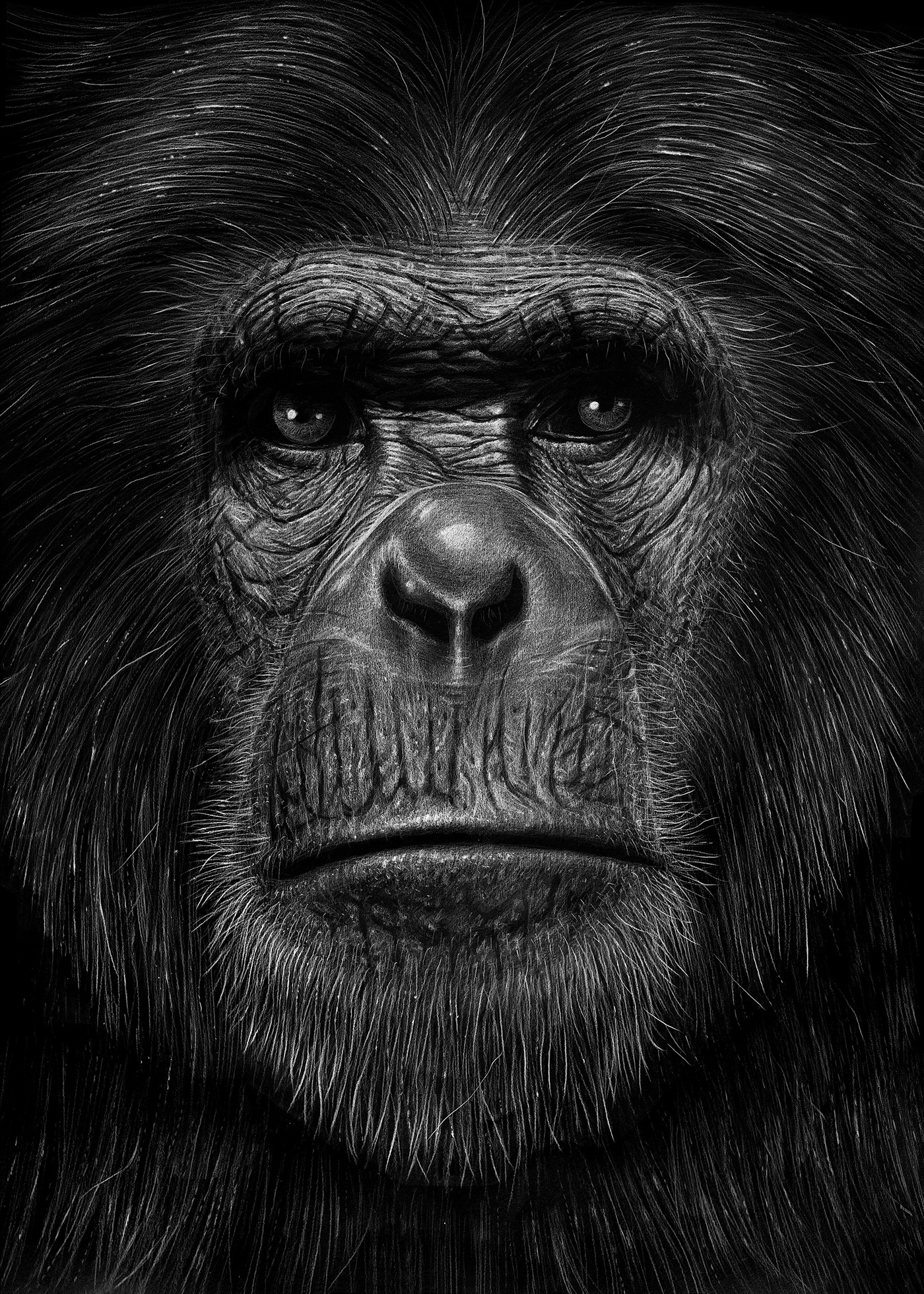 Ape.jpg