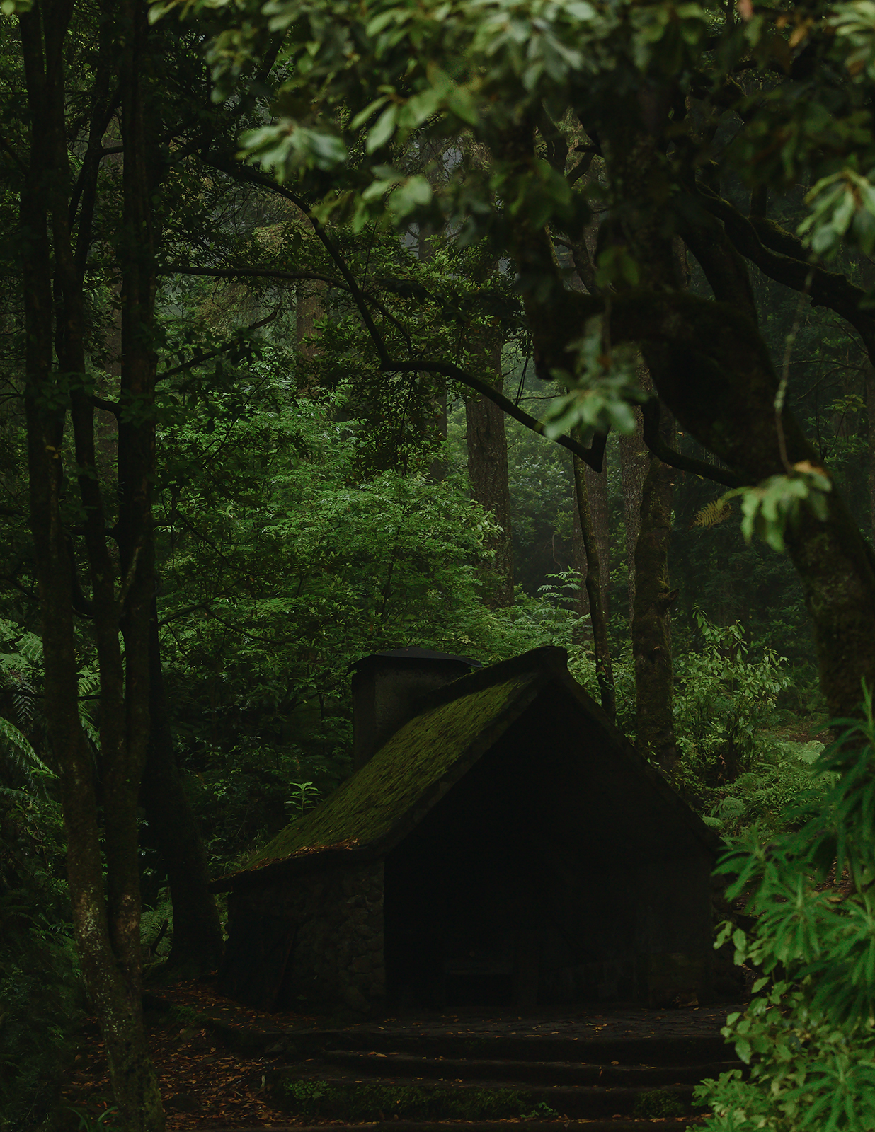 house_in_the_woods.jpg