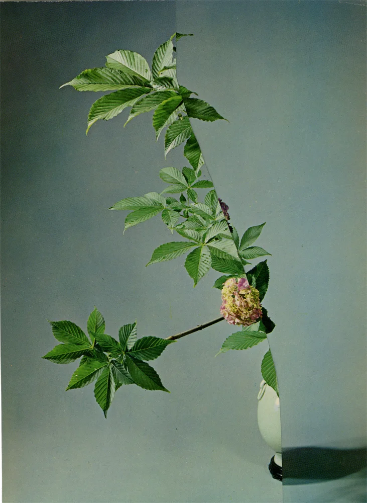 shadowplay_leaf.jpg