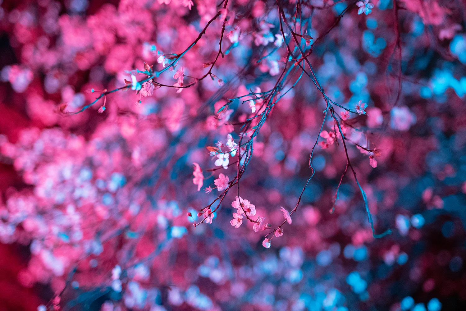 GO PINK _ PURPLE NIGHT 0000_12 1500.jpg