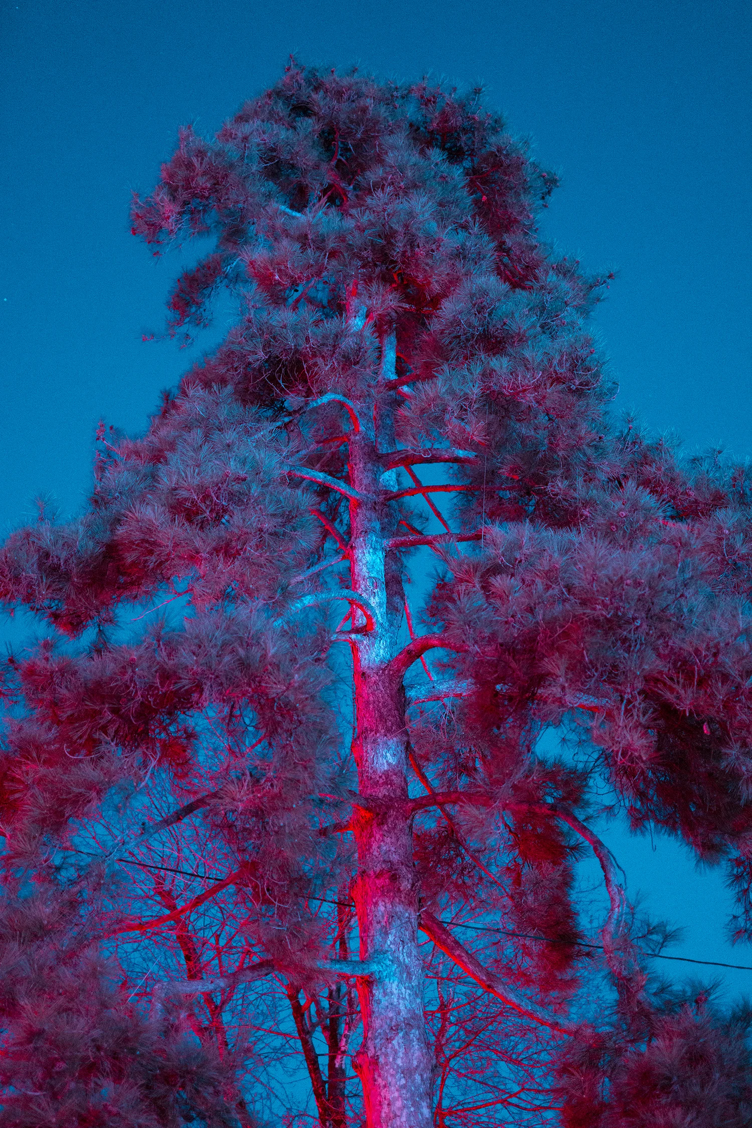 purple night up_17 1500.jpg