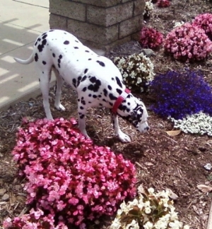 Stop and smell the flowers, and let your dog explore and appreciate the world.