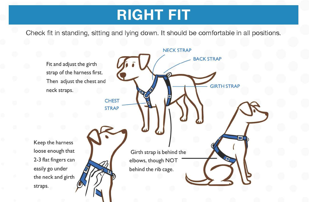 where should a harness sit on a dog