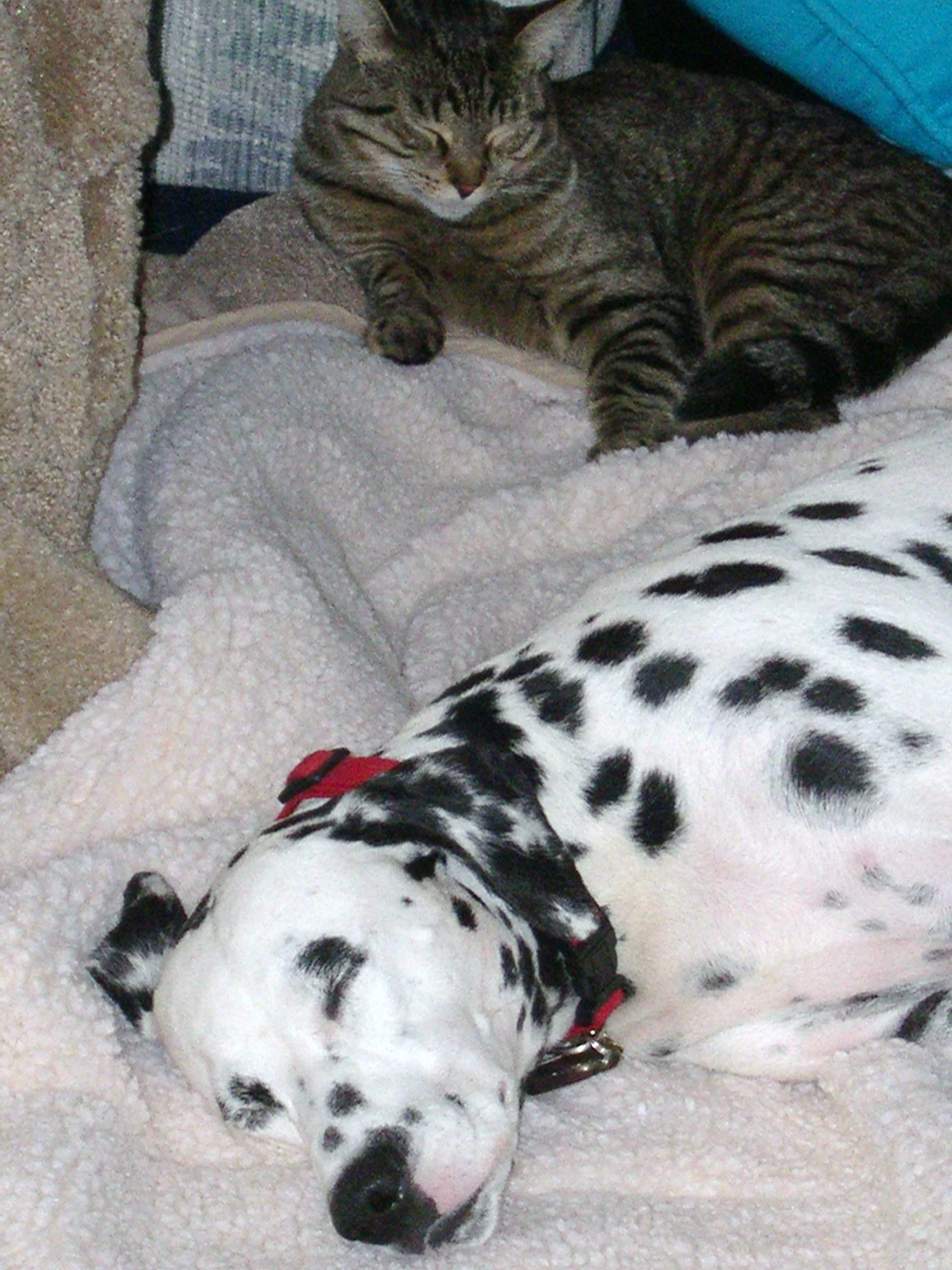 sara and cc blanket 3 - Copy.jpg