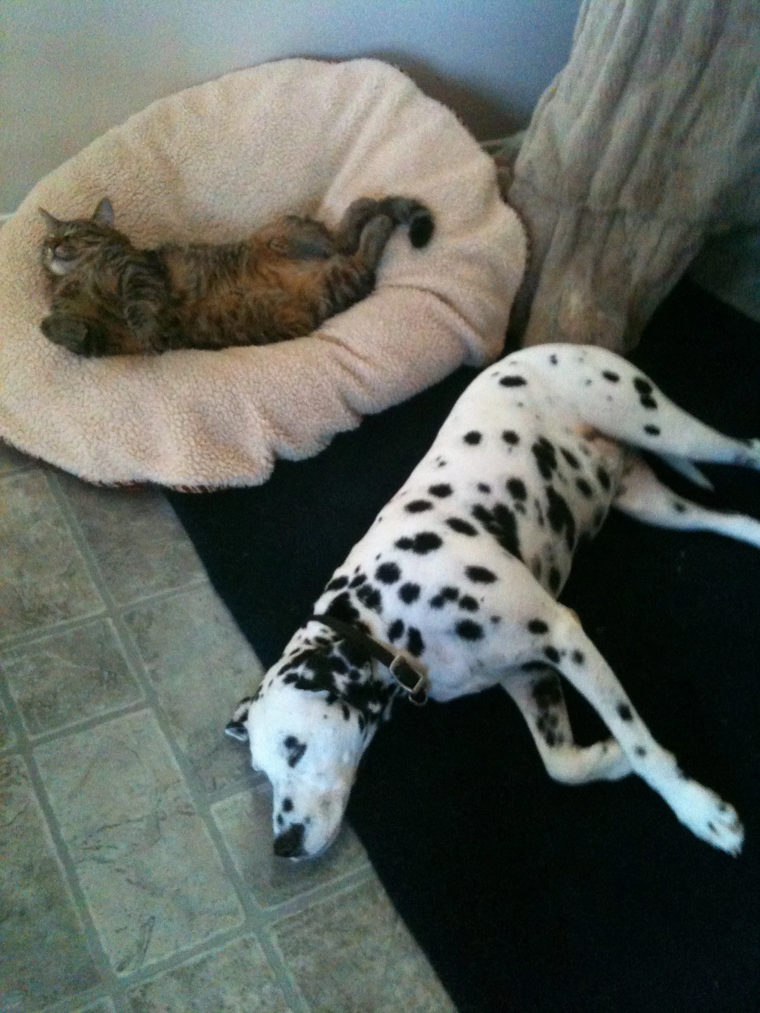 mr on bed cc sleeping - Copy.jpg