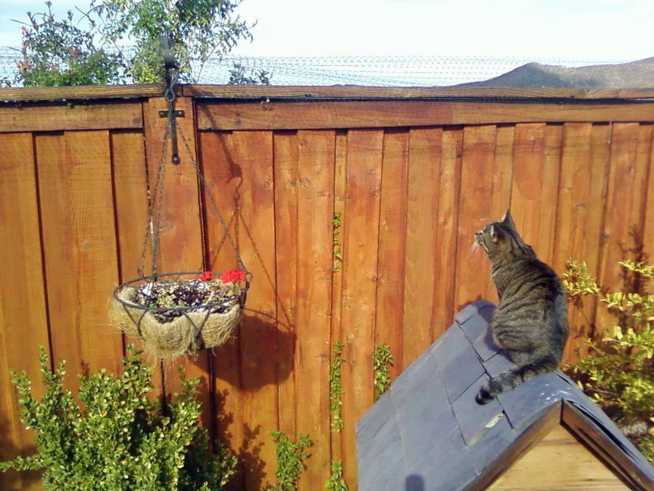 ESCAPE PROOF THE YARD!