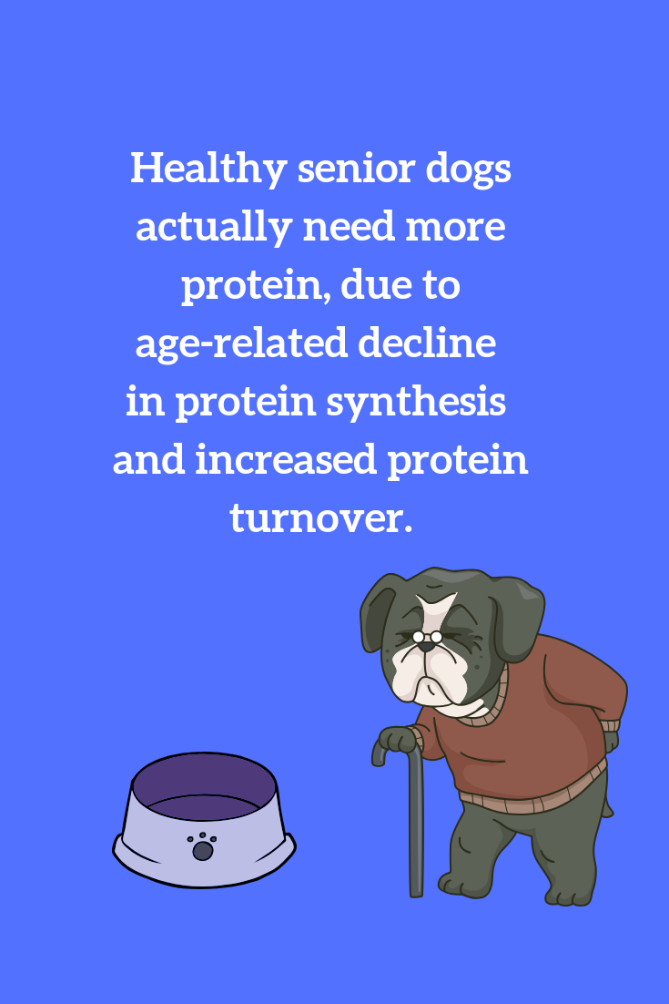 should older dogs have more or less protein