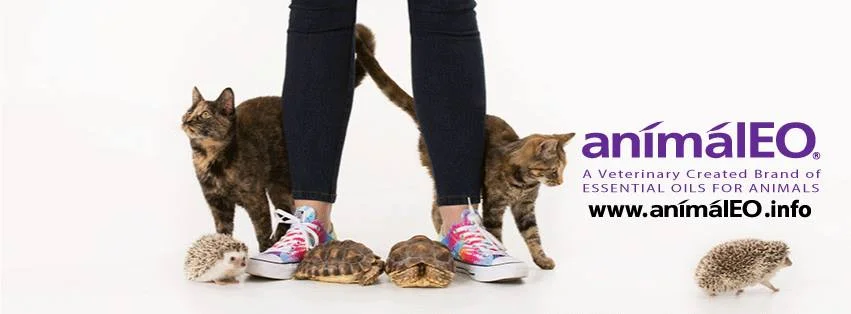 Fears Phobias Reactivity Homeskooling 4 Dogs