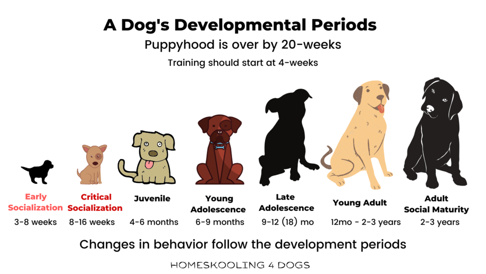 what age should puppies be walking