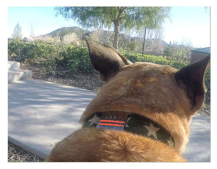 boomerang dog harness